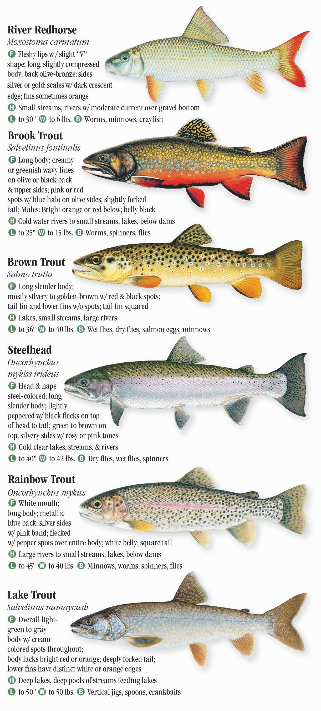 freshwater fish list