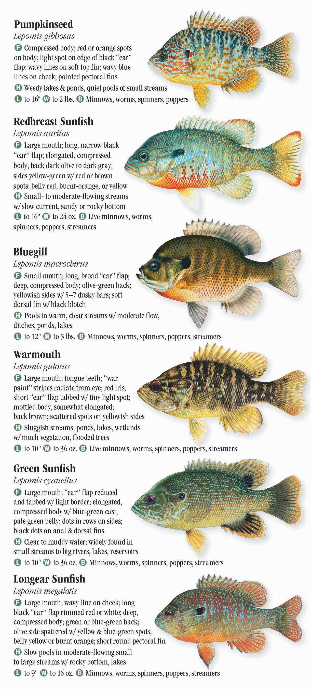 Freshwater Fishes of Ohio Quick Reference Publishing Retail