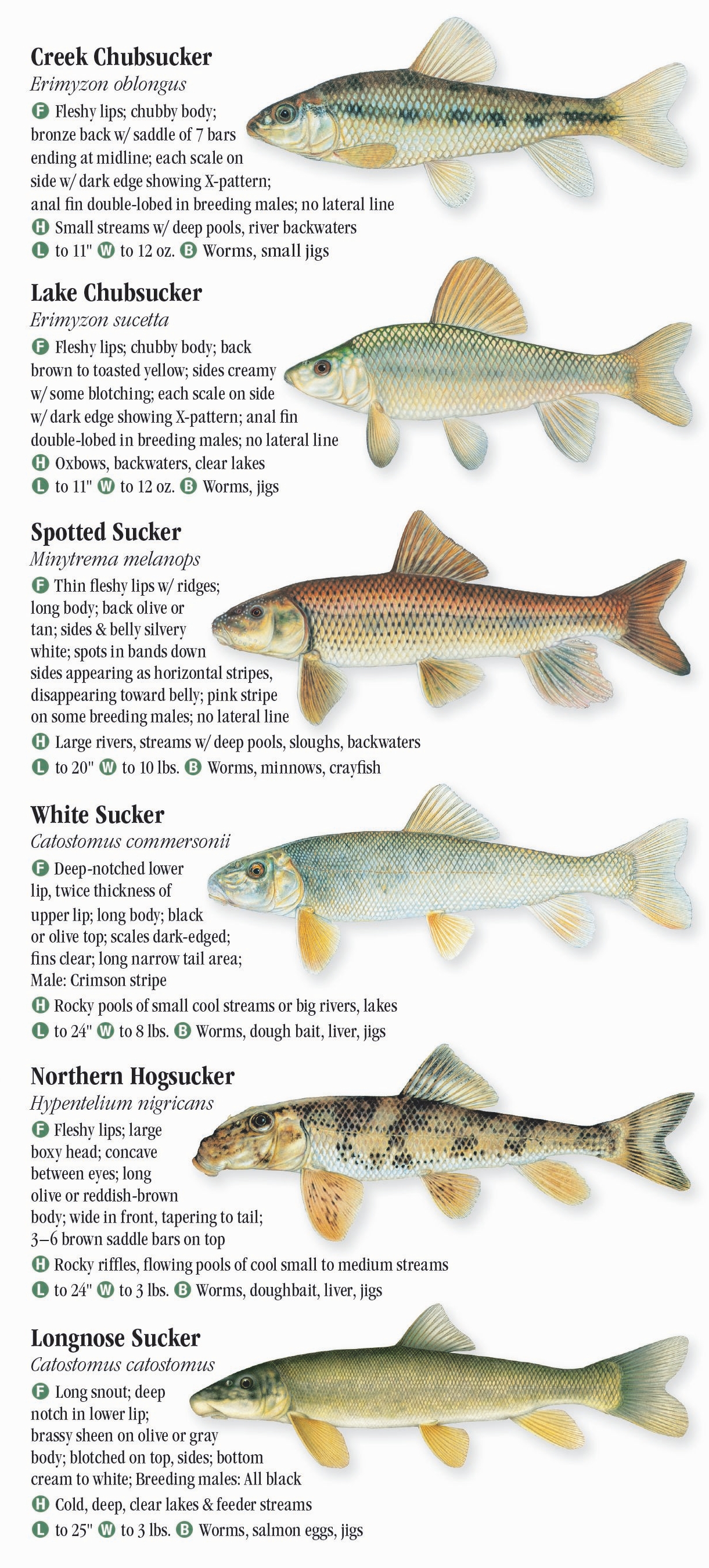 Freshwater Fishes of Wisconsin Quick Reference Publishing Retail