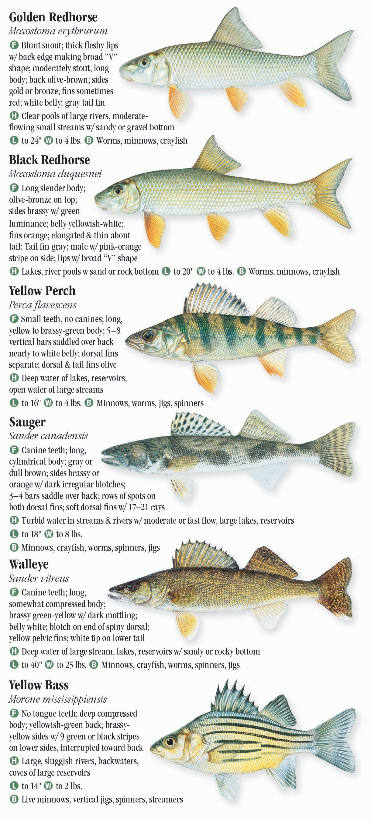 Freshwater Fishes of Wisconsin – Quick Reference Publishing Retail