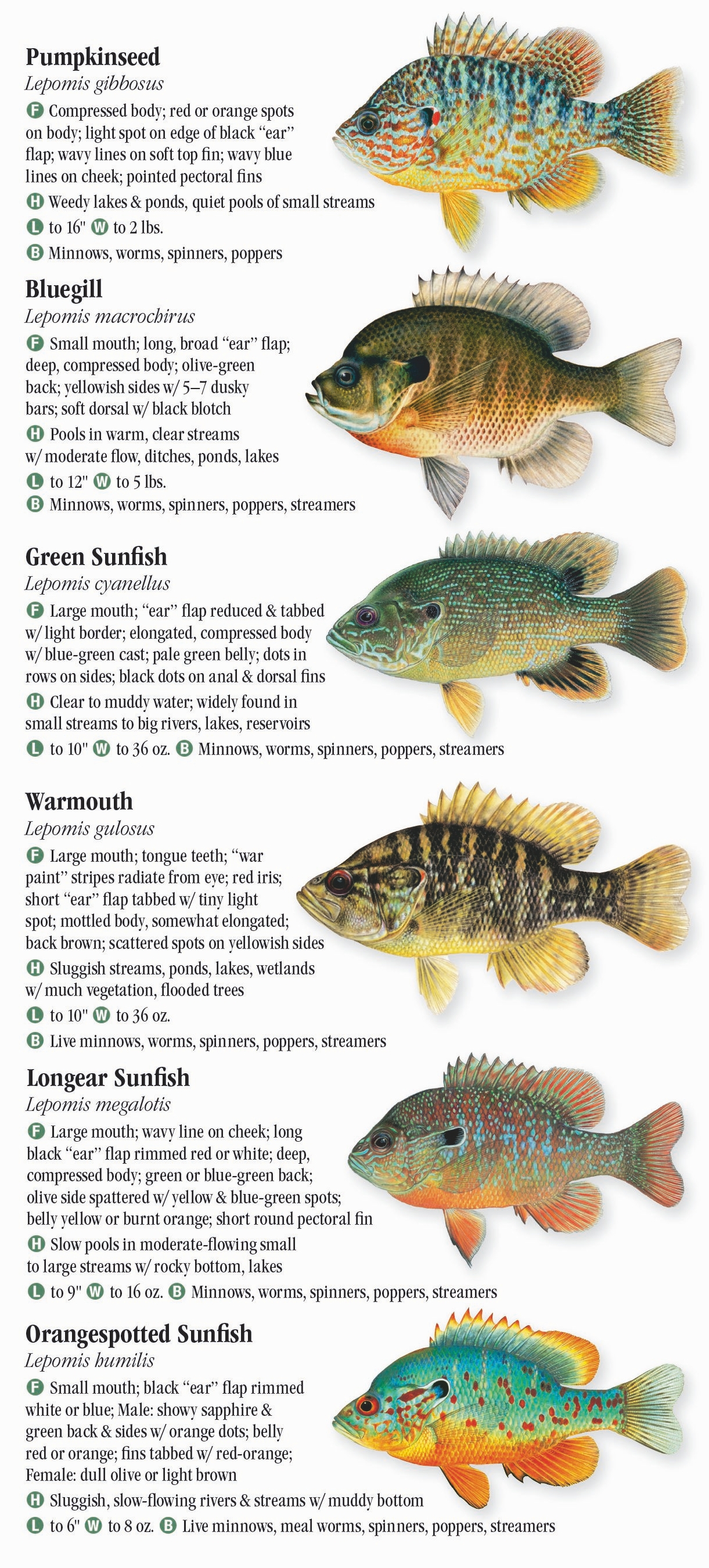 Freshwater Fishes of Wisconsin Quick Reference Publishing Retail