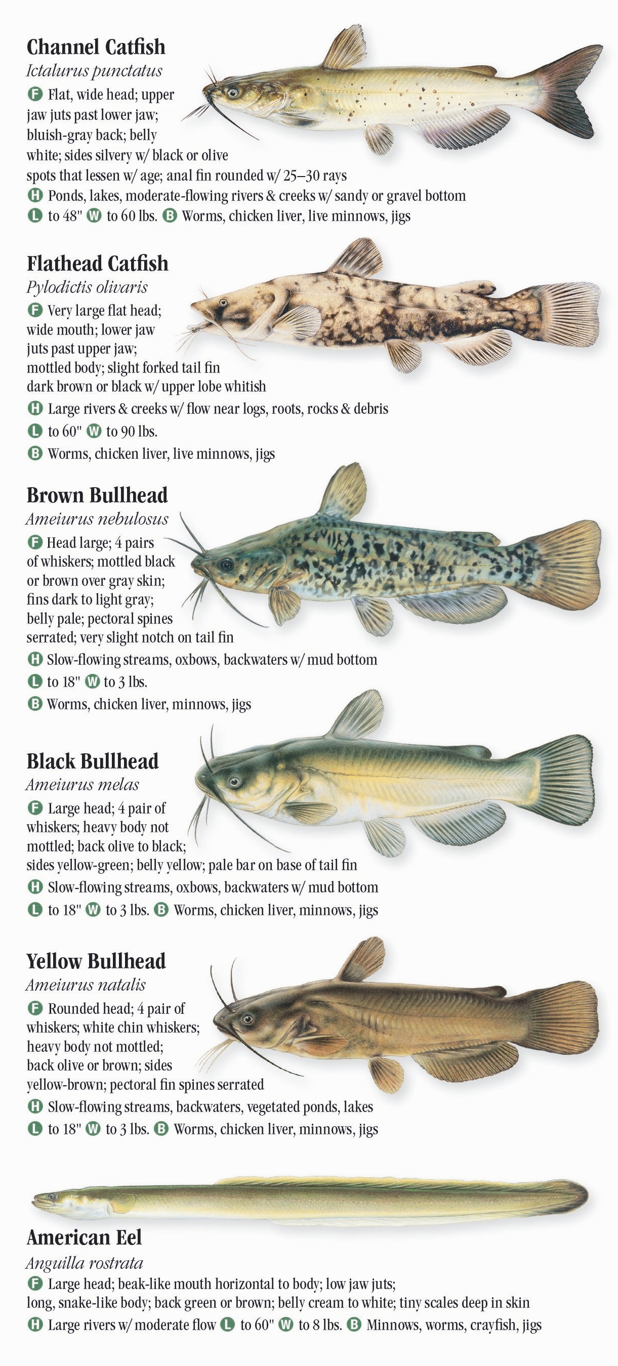 Freshwater Fishes Of Wisconsin – Quick Reference Publishing Retail