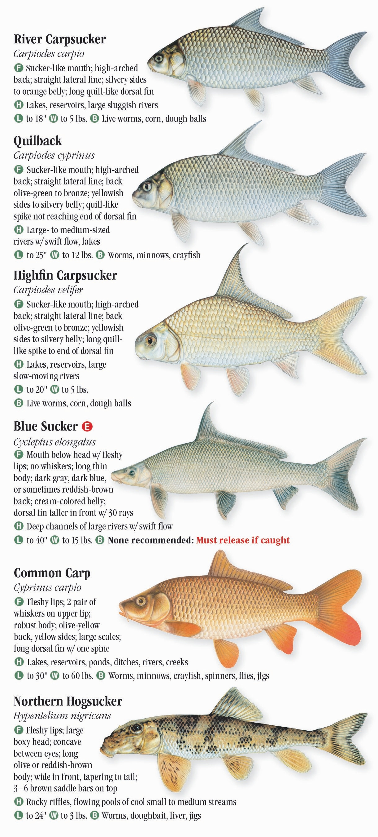 freshwater-fishes-of-oklahoma-quick-reference-publishing-retail