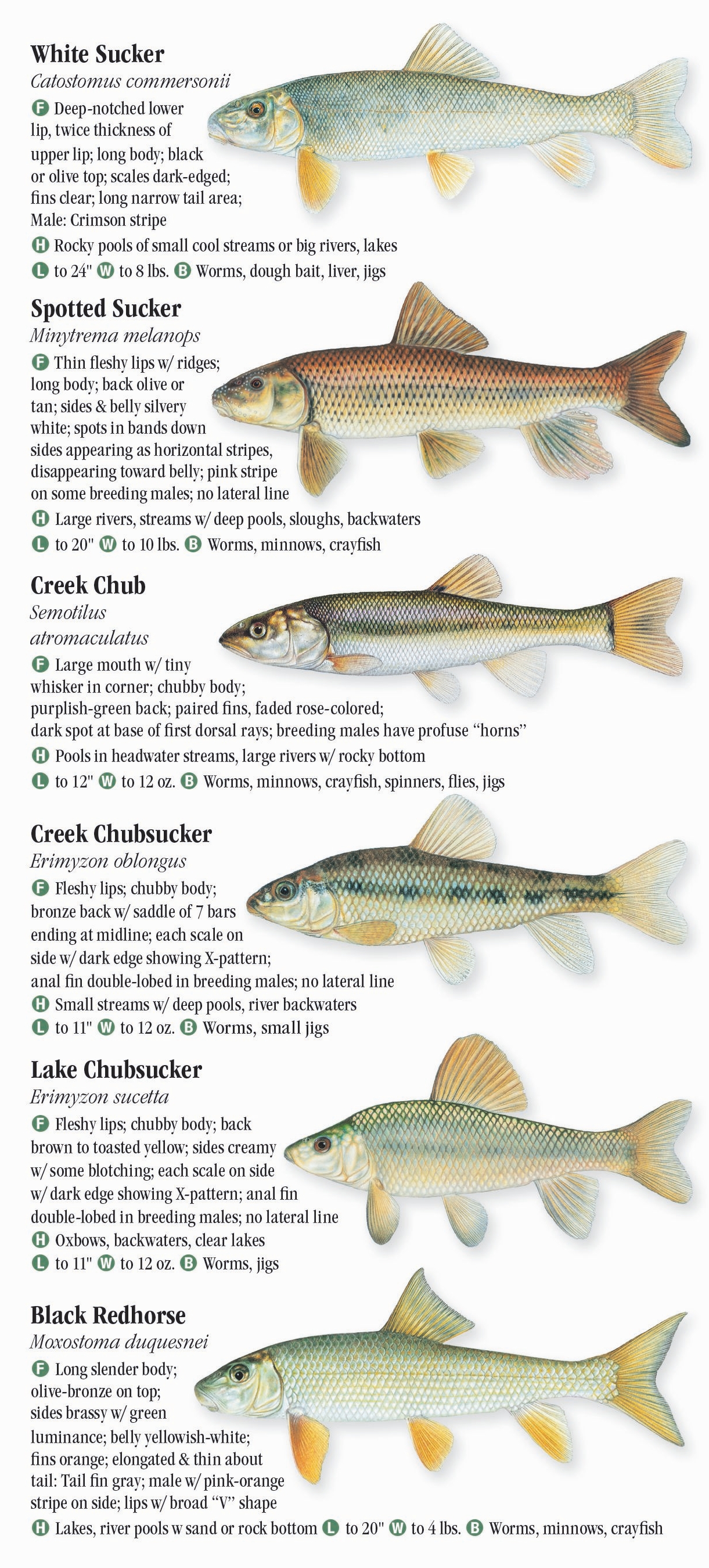 freshwater-fishes-of-oklahoma-quick-reference-publishing-retail