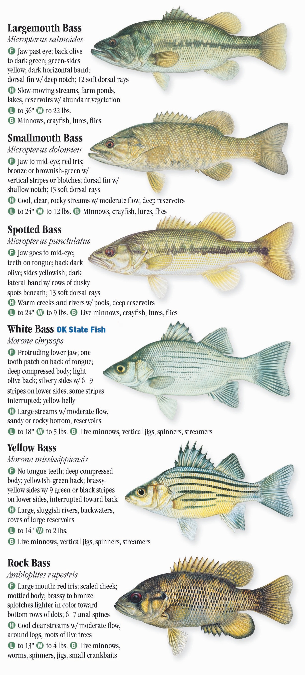 Freshwater Fishes of Oklahoma Quick Reference Publishing Retail