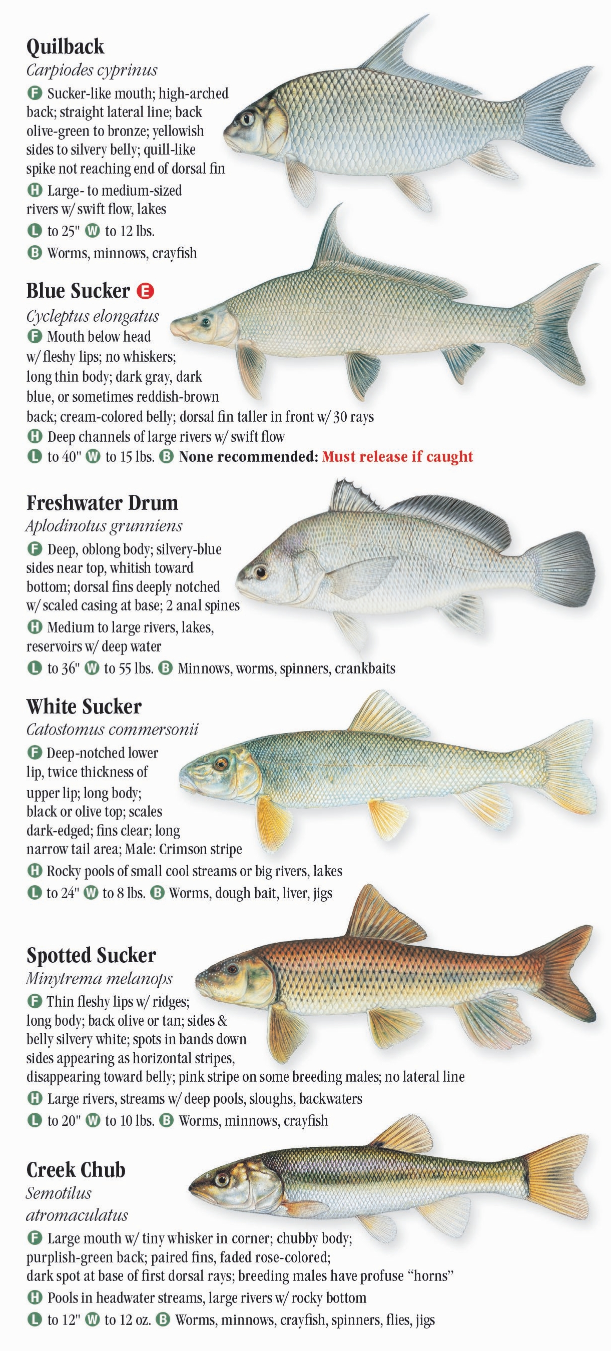 Freshwater Fishes of Nebraska – Quick Reference Publishing Retail