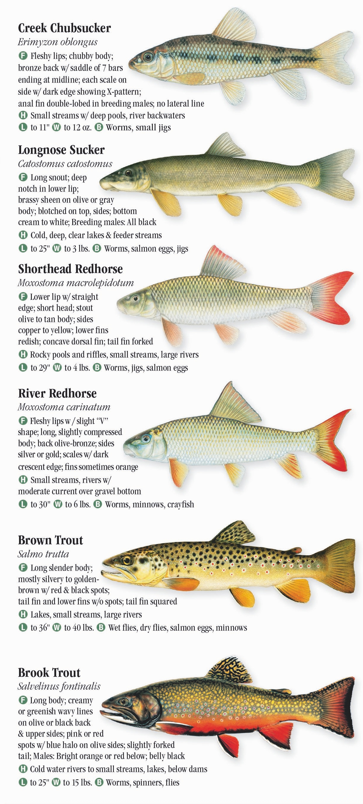 Freshwater Fishes of Nebraska – Quick Reference Publishing Retail