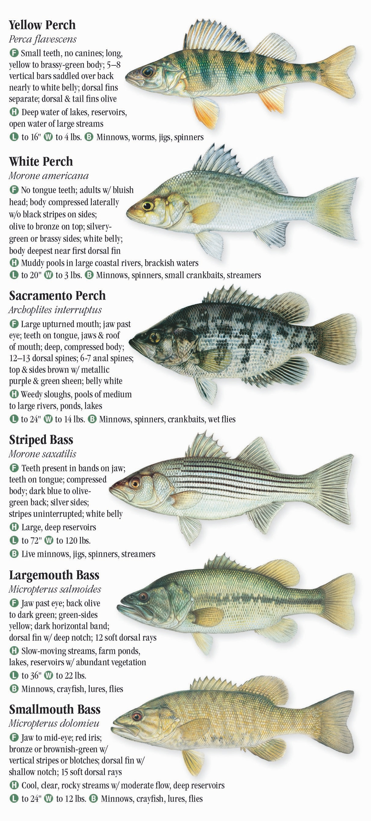 Freshwater Fishes of Nebraska – Quick Reference Publishing Retail