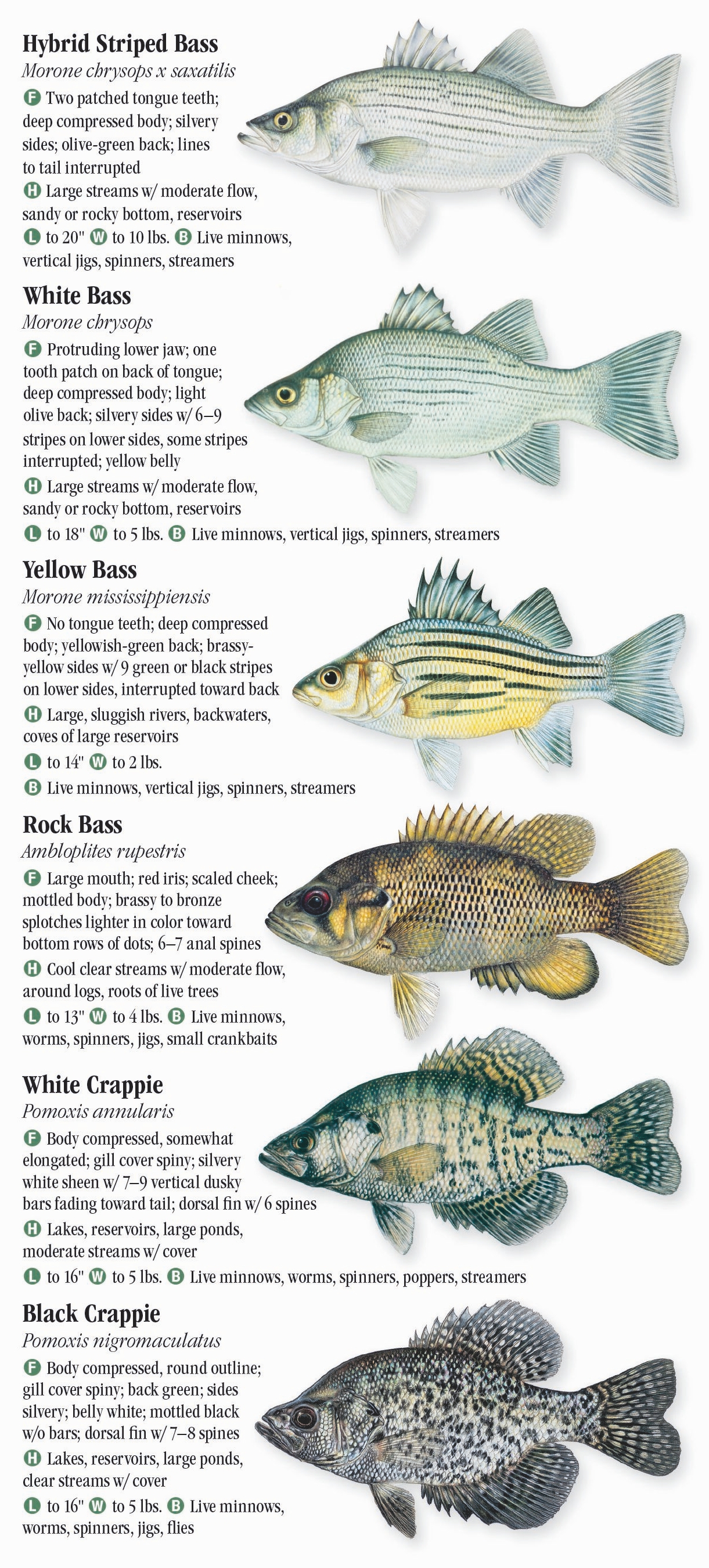 Freshwater Fishes of Nebraska – Quick Reference Publishing Retail