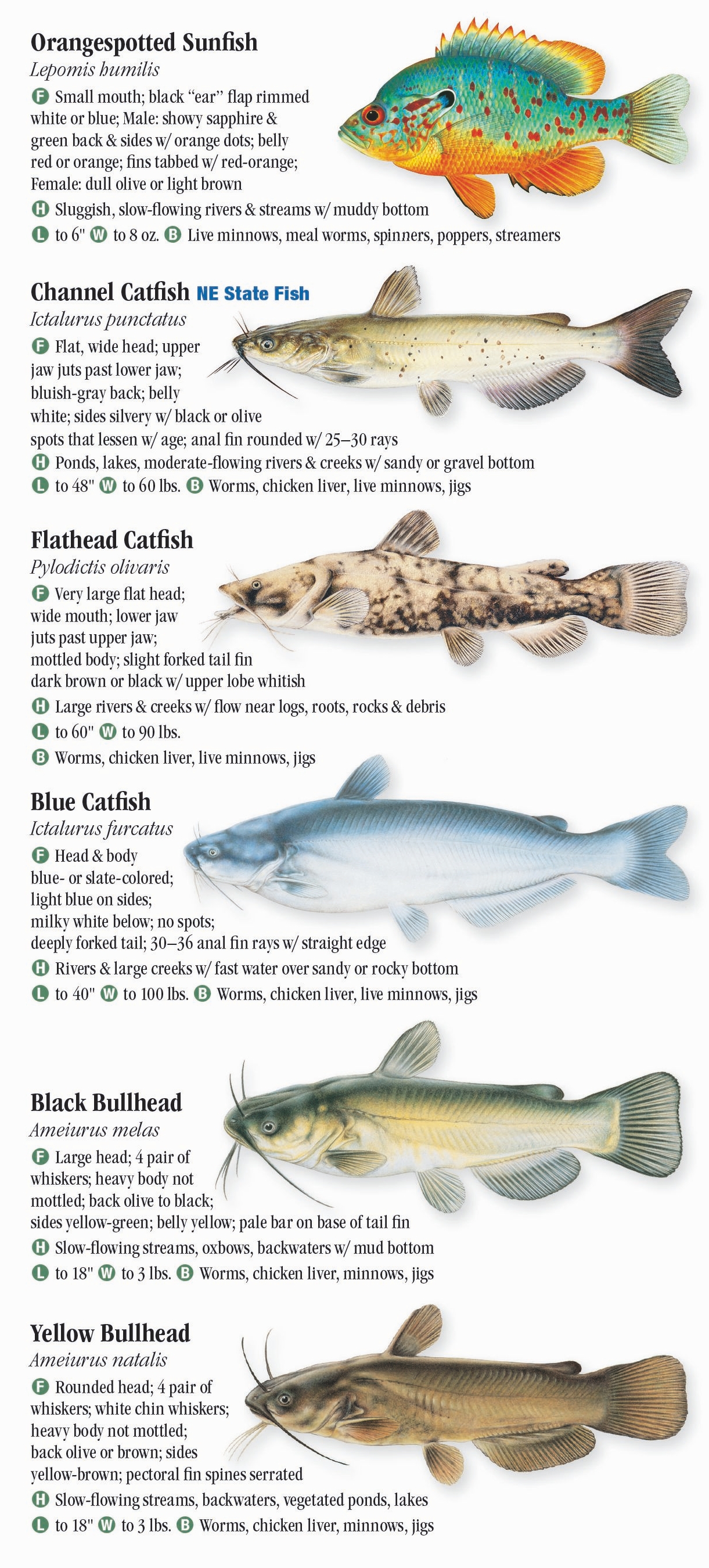 Freshwater Fishes of Nebraska – Quick Reference Publishing Retail