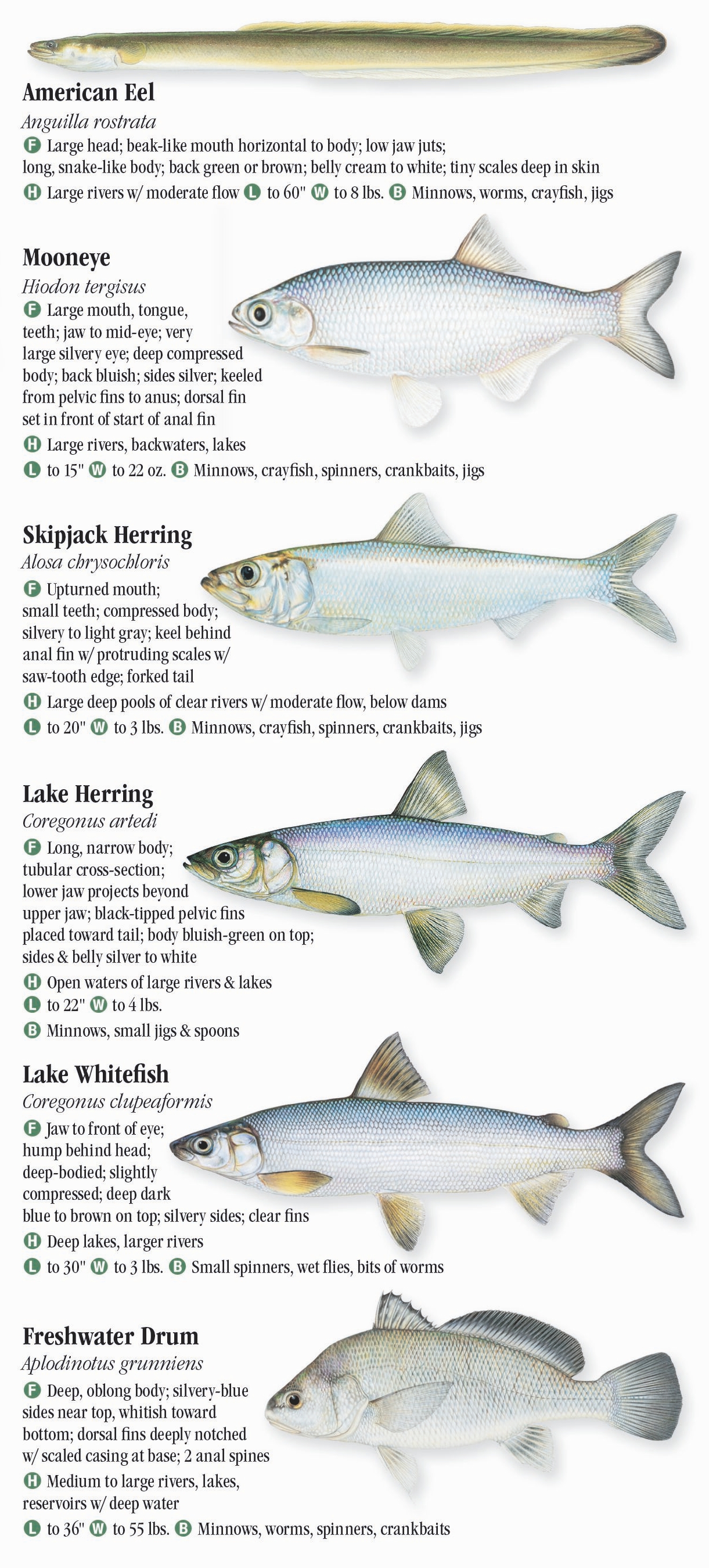 Fish In Minnesota Lakes at Sherry Miller blog