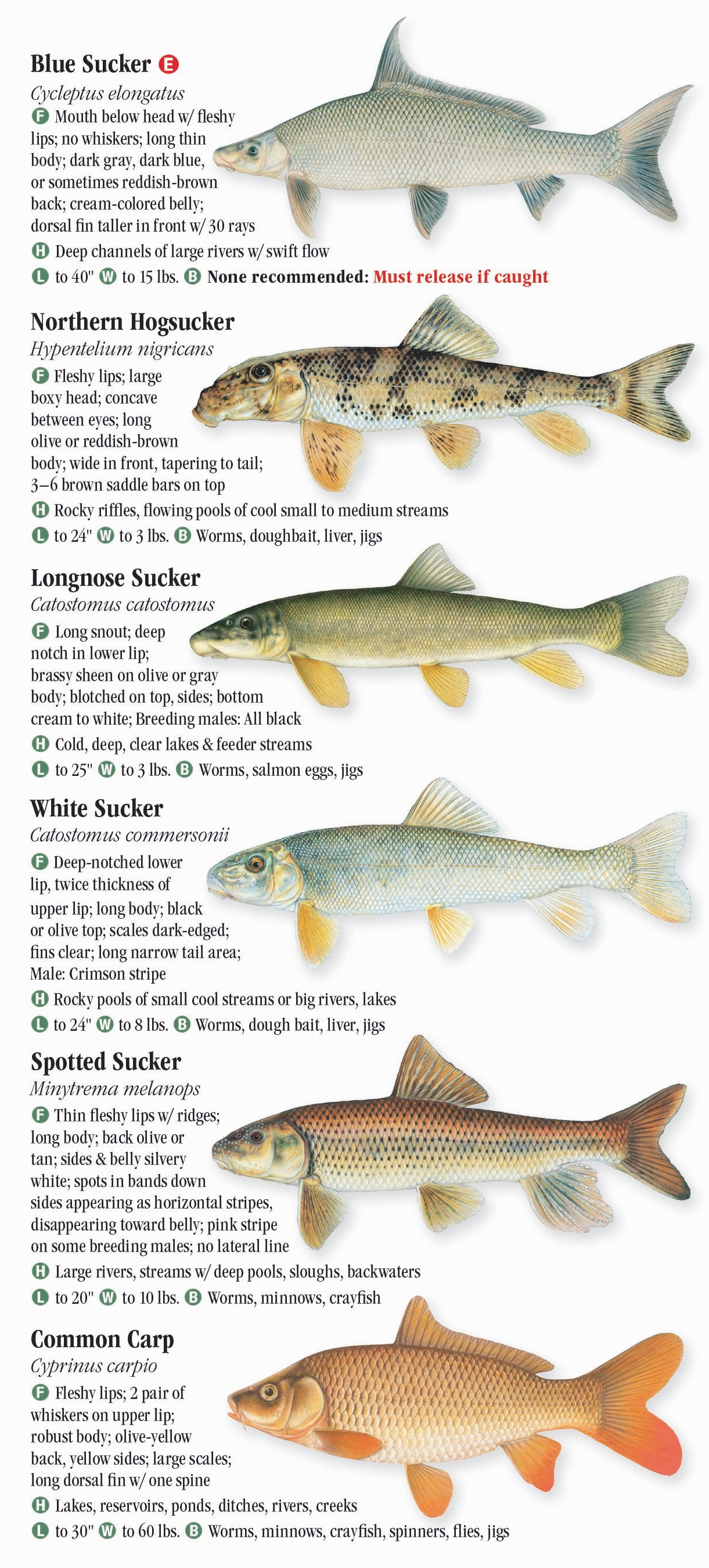 Freshwater Fishes of Minnesota – Quick Reference Publishing Retail