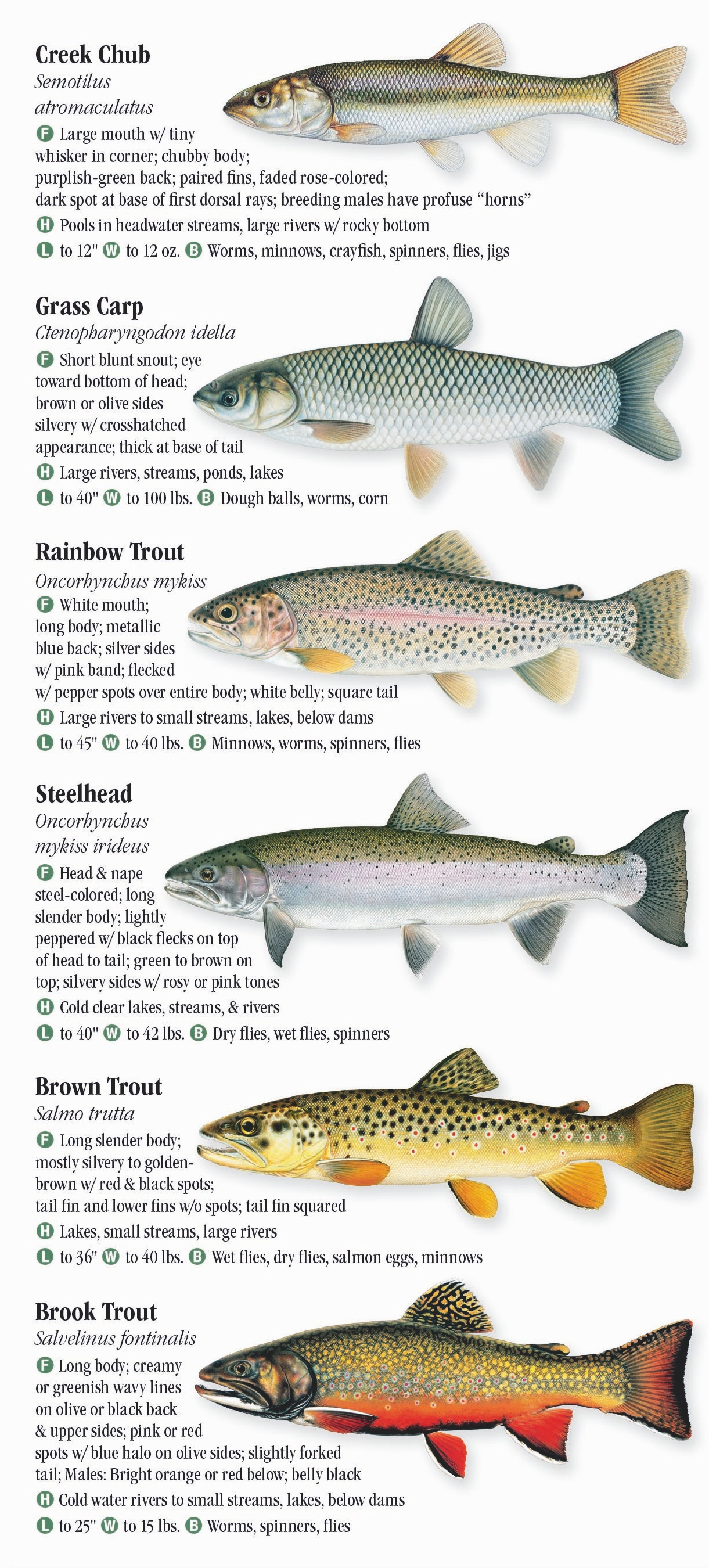 Freshwater Fishes of Minnesota – Quick Reference Publishing Retail