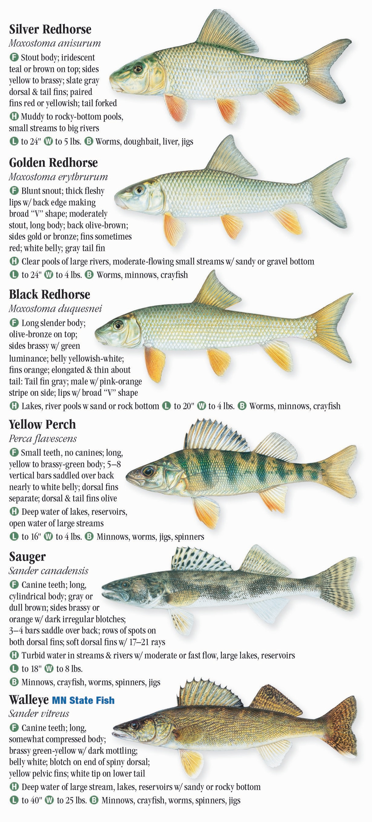 Freshwater Fishes of Minnesota – Quick Reference Publishing Retail