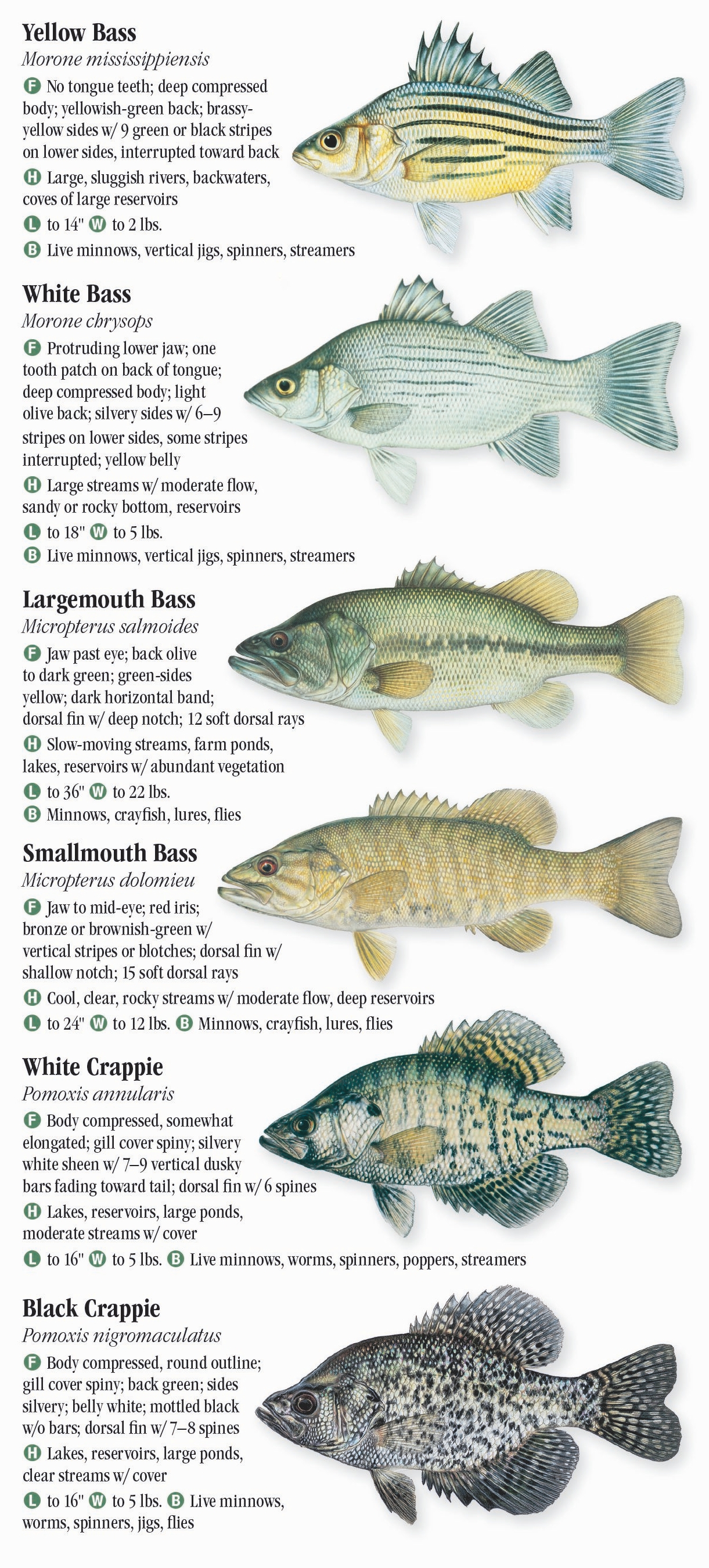 Freshwater Fishes Of Minnesota Quick Reference Publishing Retail