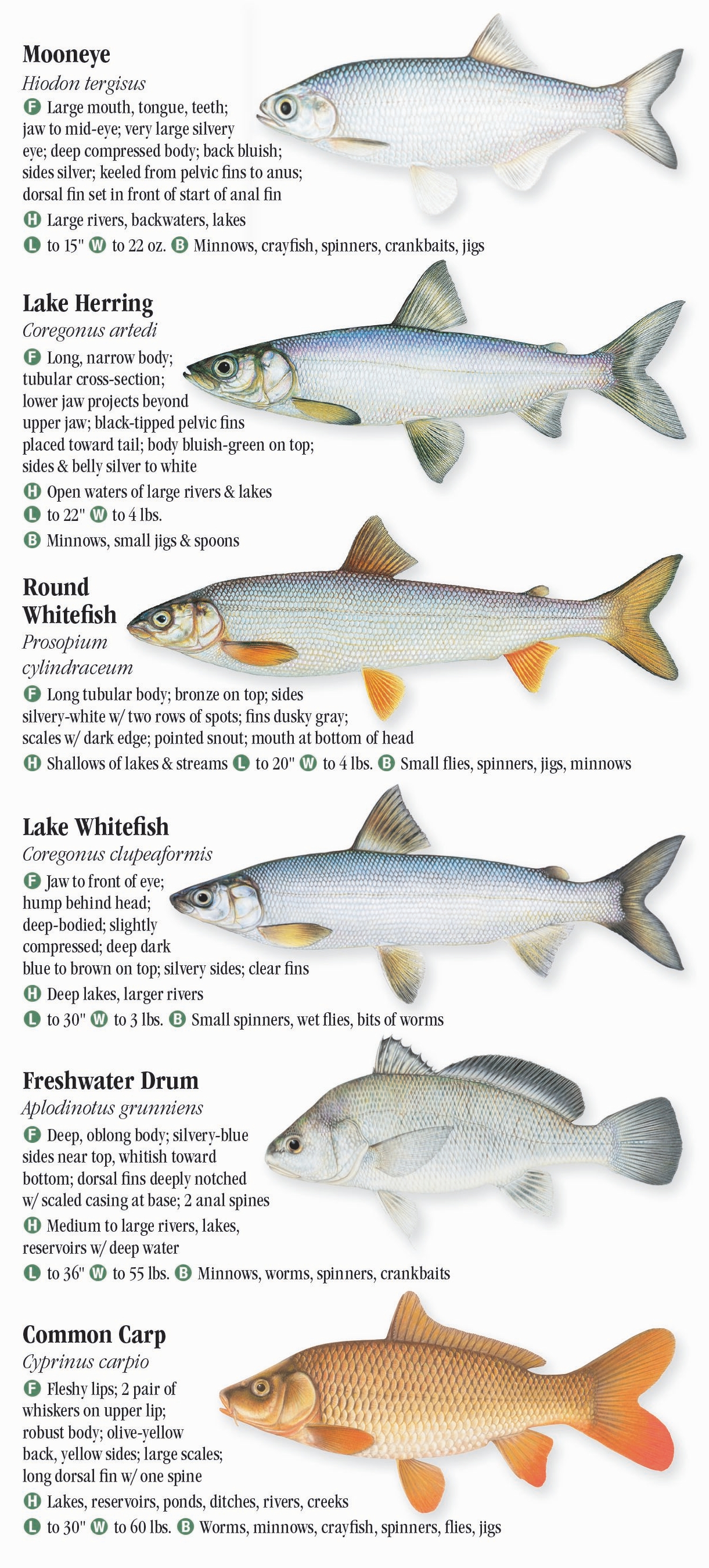 Freshwater Fishes of Michigan – Quick Reference Publishing Retail