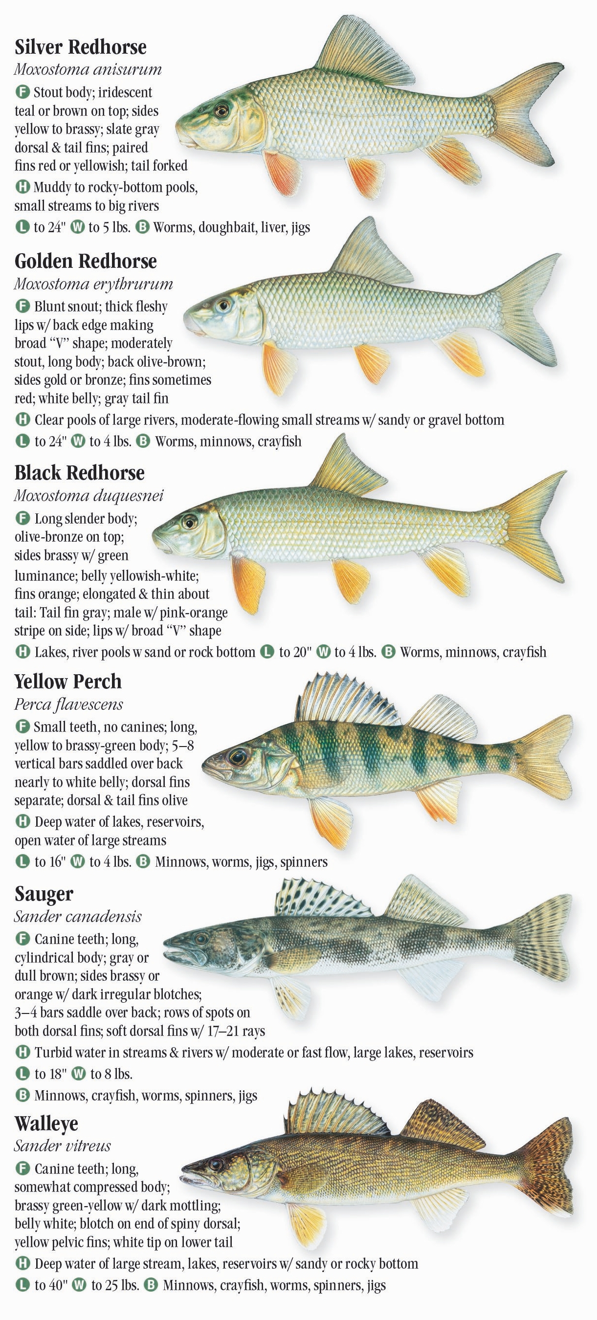 Freshwater Fishes of Michigan – Quick Reference Publishing Retail