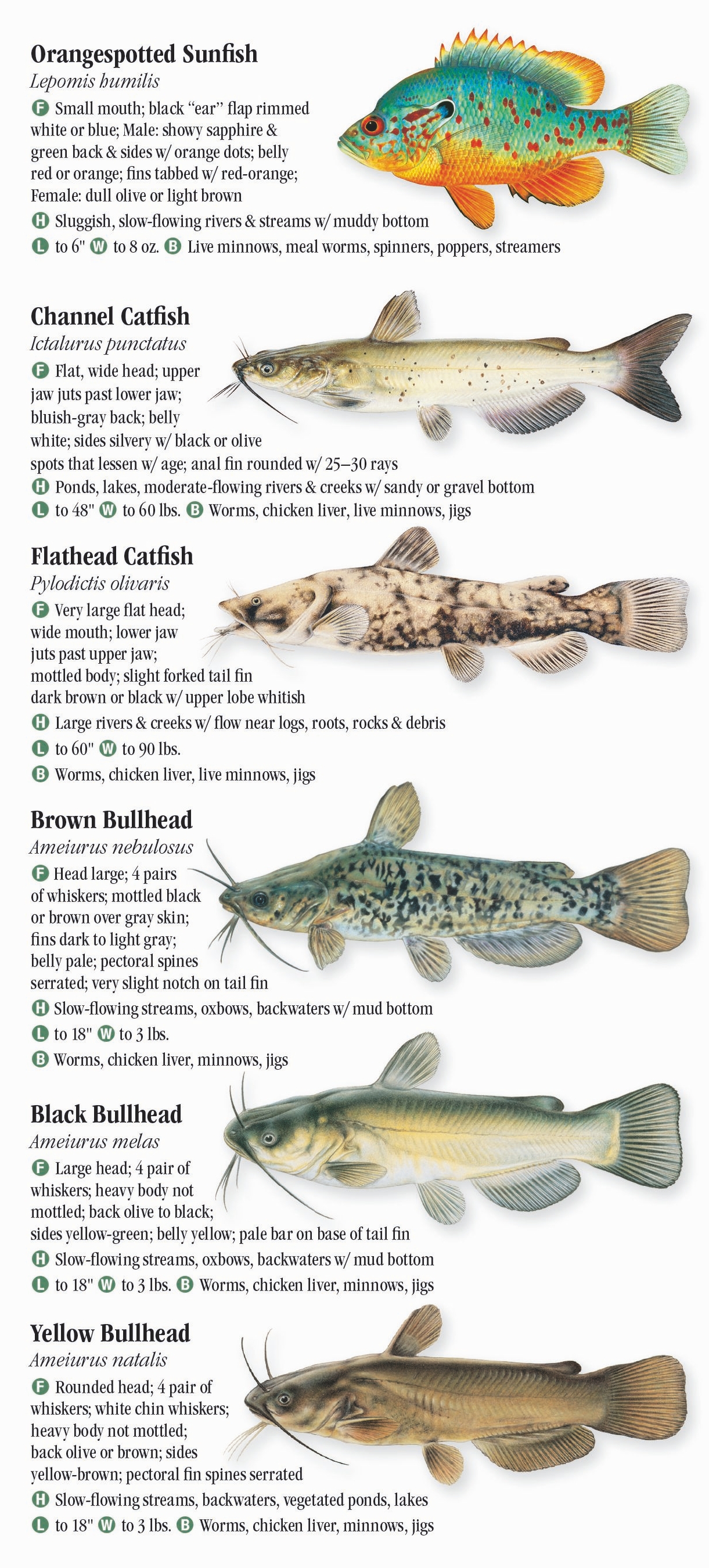 Lake Michigan Fish Species Chart