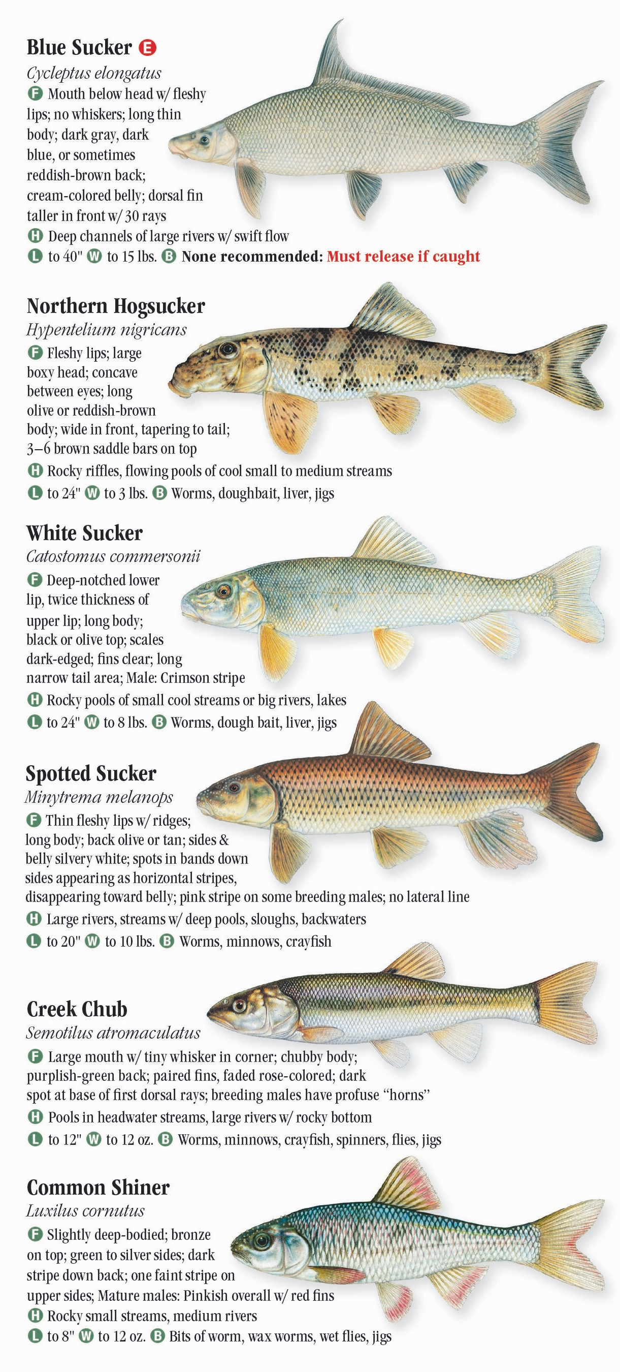 Freshwater Fishes of Kansas – Quick Reference Publishing Retail