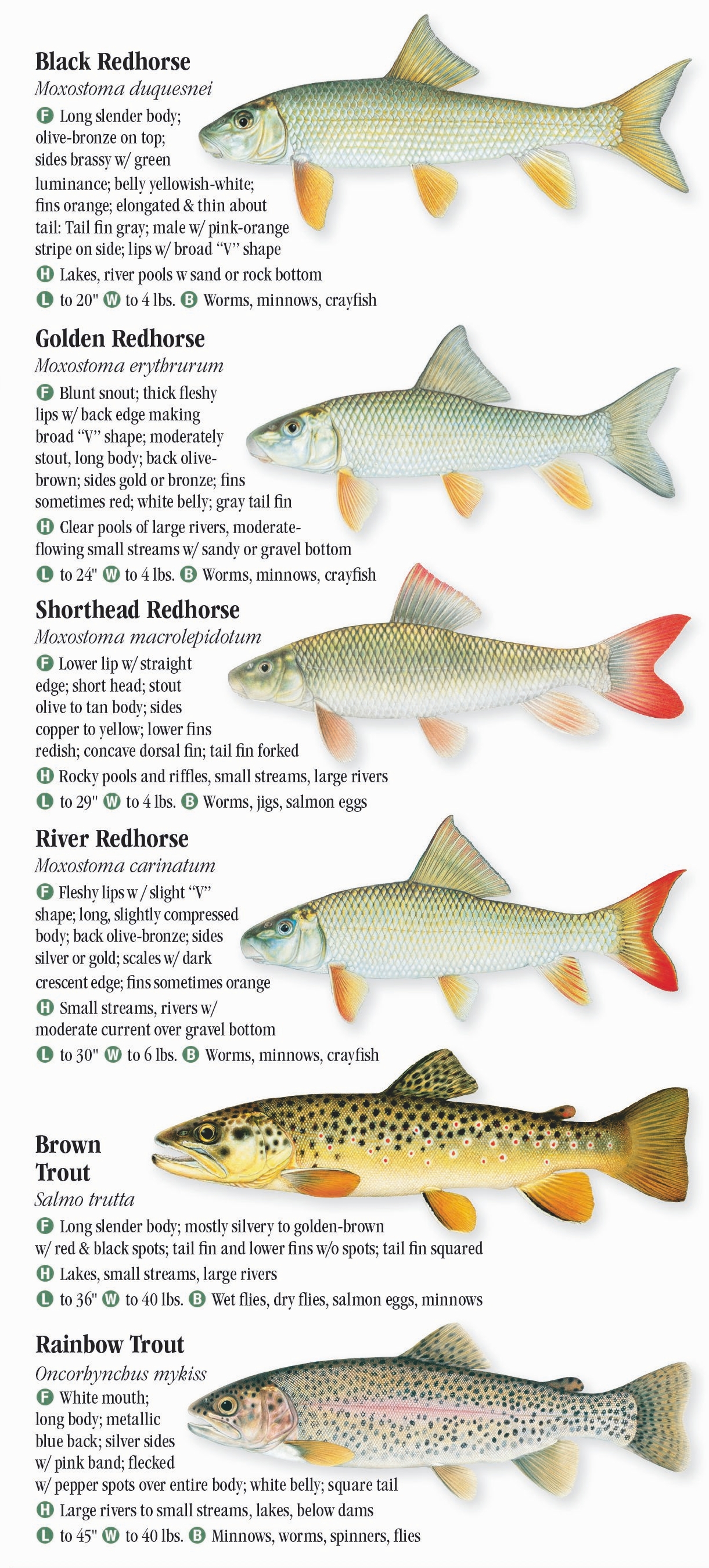 Freshwater Fishes of Kansas – Quick Reference Publishing Retail