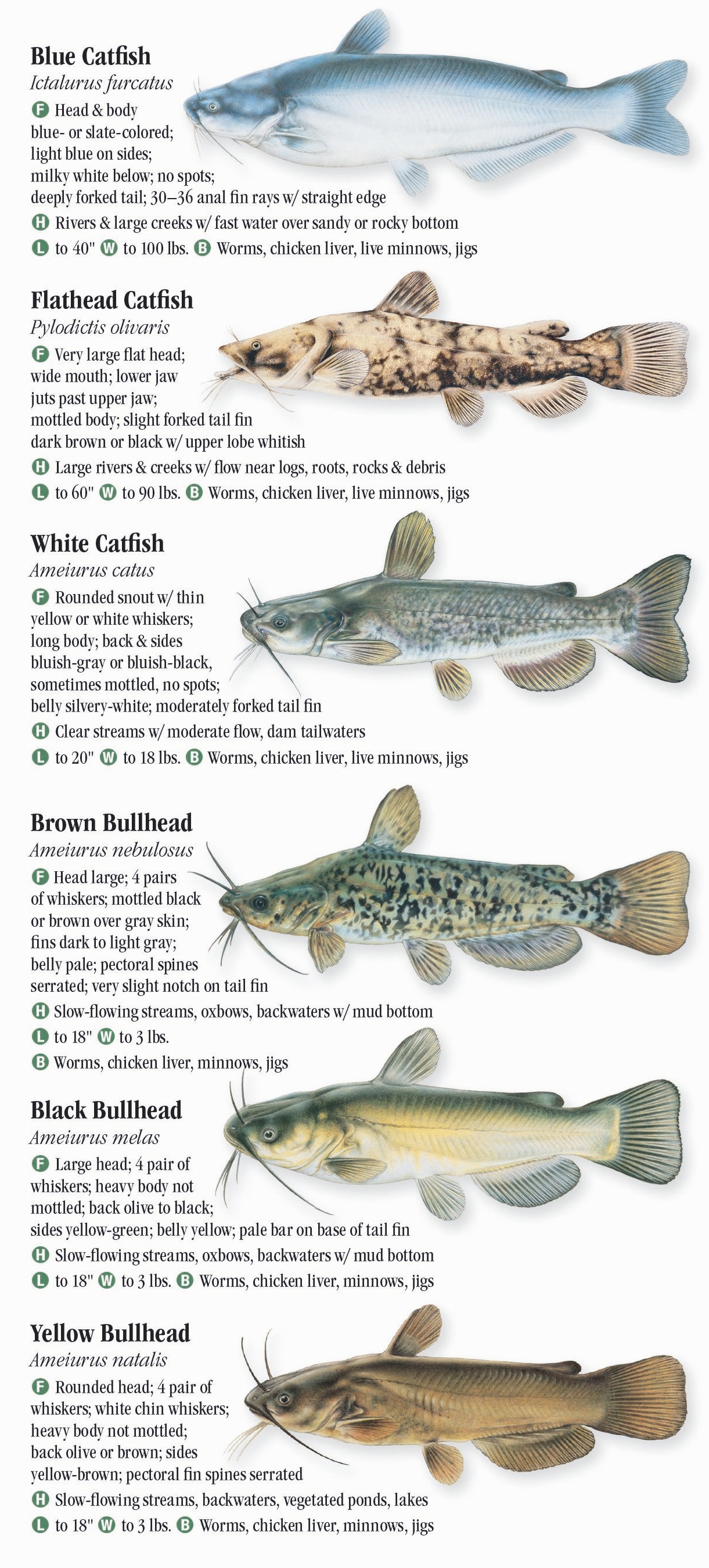 Freshwater Fishes of Kansas – Quick Reference Publishing Retail