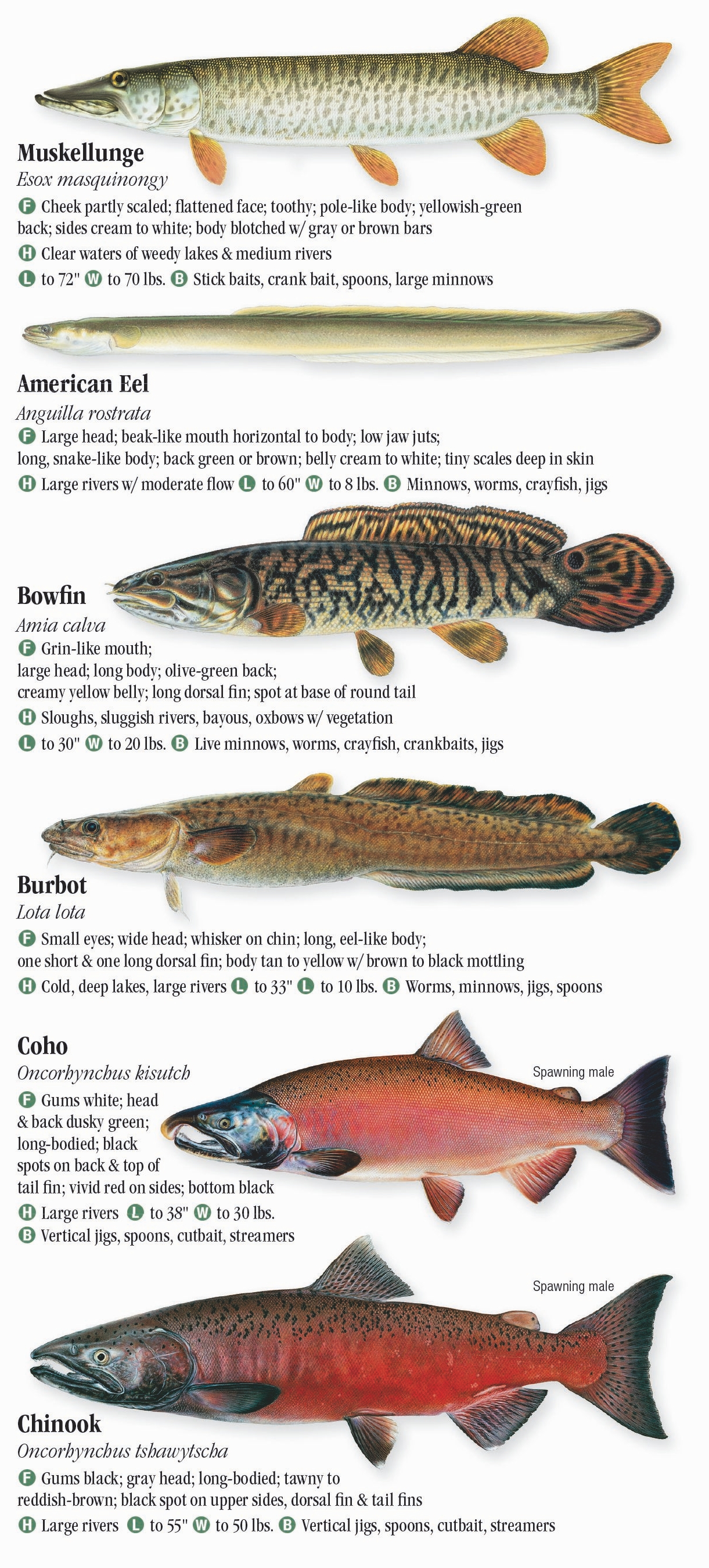 Buy Indiana Freshwater Fish Field Guide Art Print / Fish Nature Study  Poster Online in India 