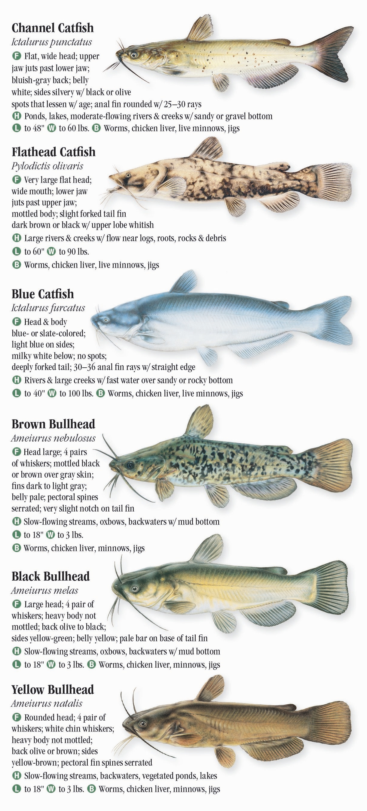 Freshwater Fishes of Indiana – Quick Reference Publishing Retail