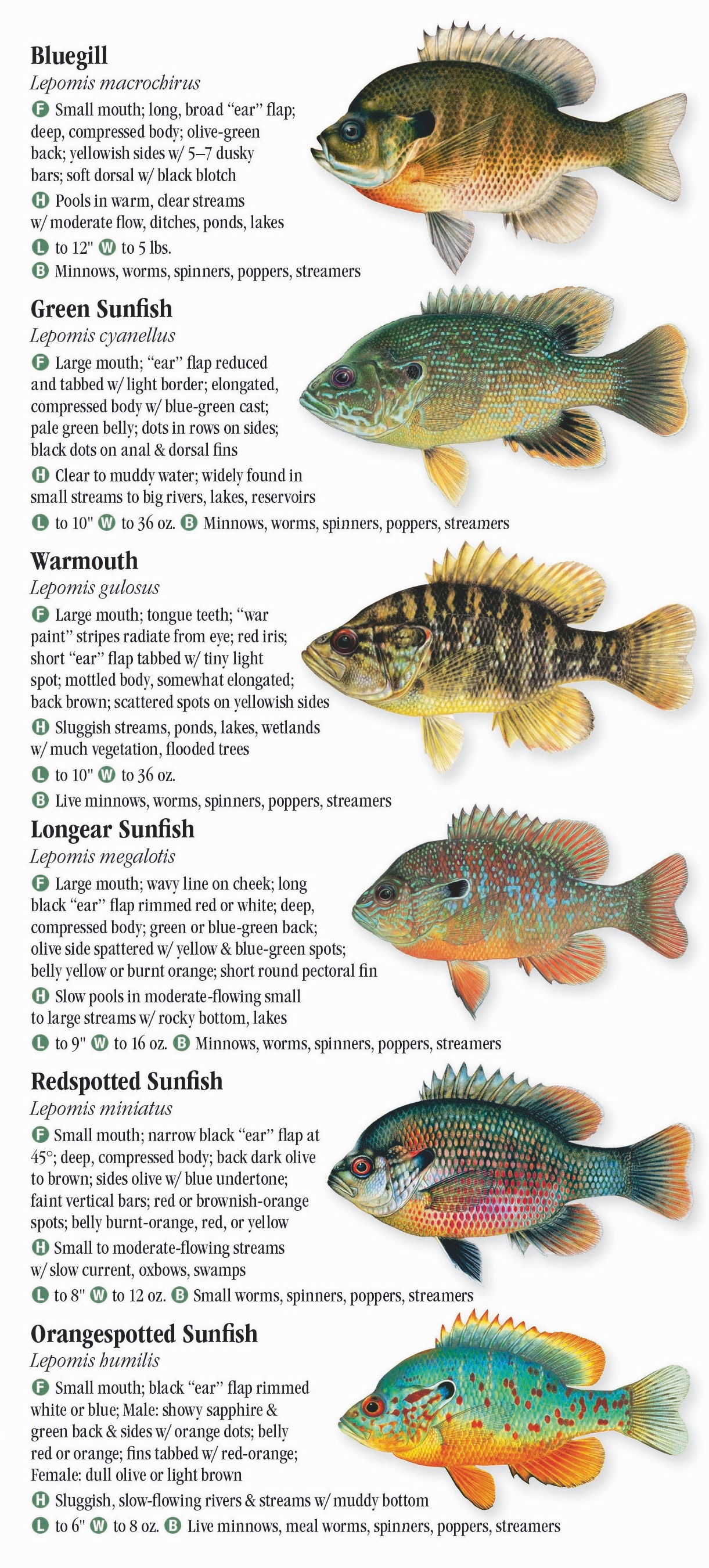 Freshwater Fish Chart - vrogue.co