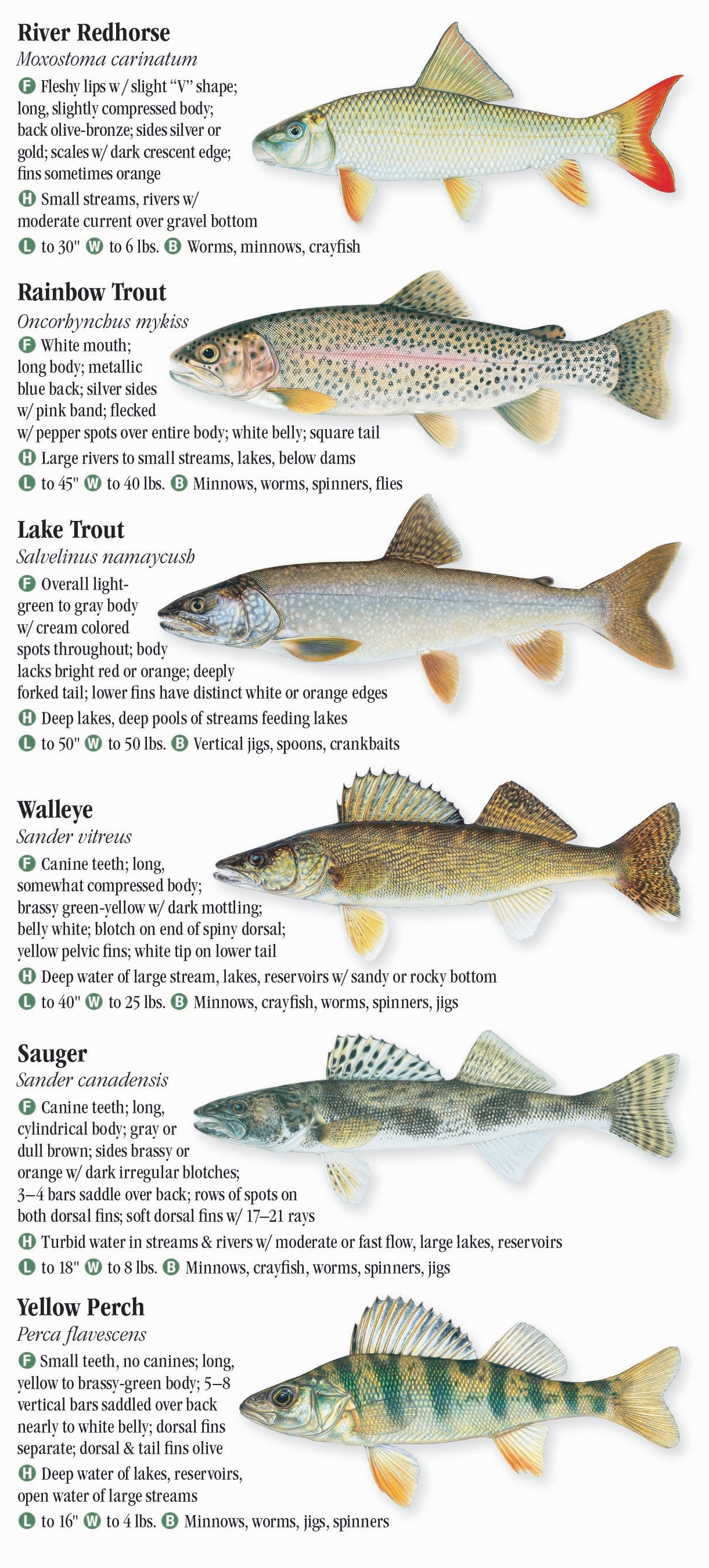 Freshwater Fishes of Illinois – Quick Reference Publishing Retail