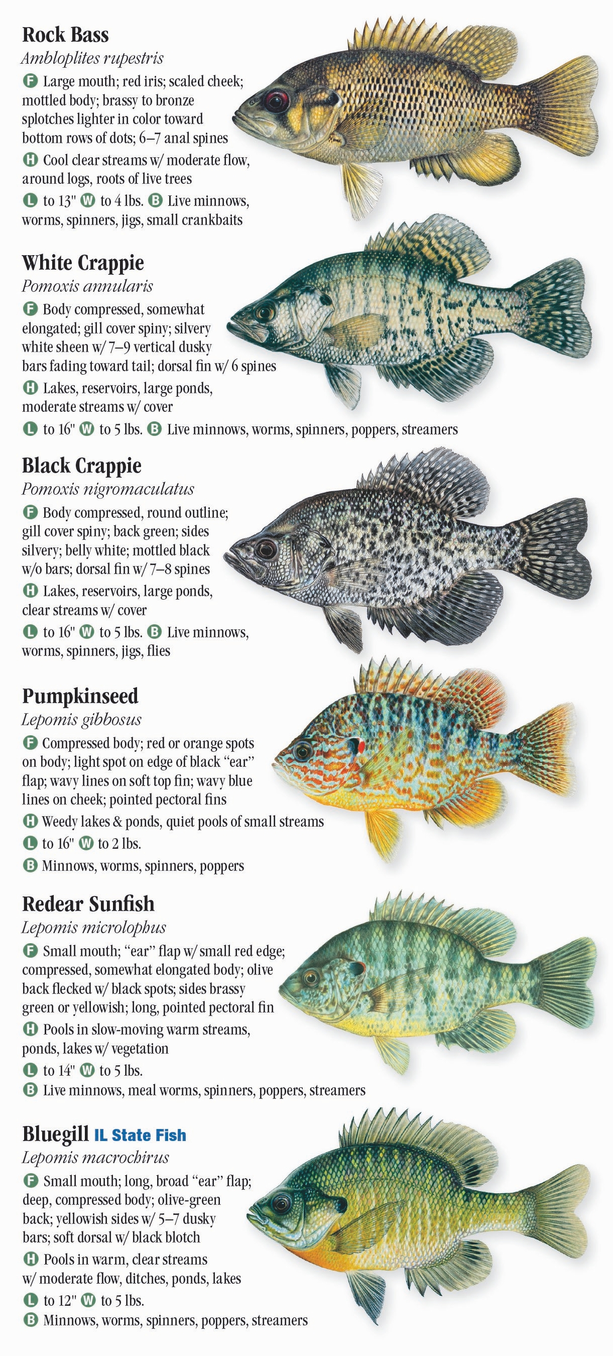 Freshwater Fishes of Illinois – Quick Reference Publishing Retail