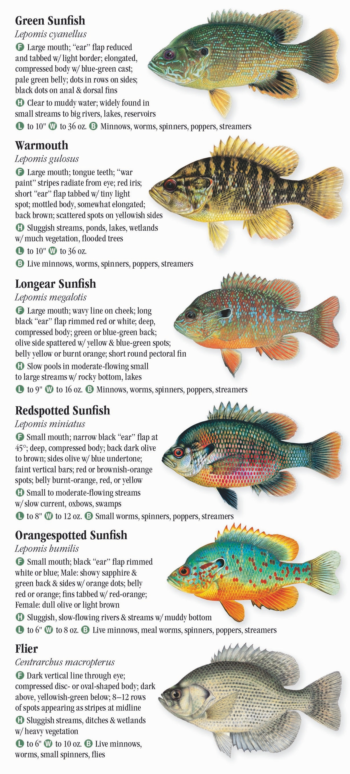 Freshwater Fishes of Illinois – Quick Reference Publishing Retail