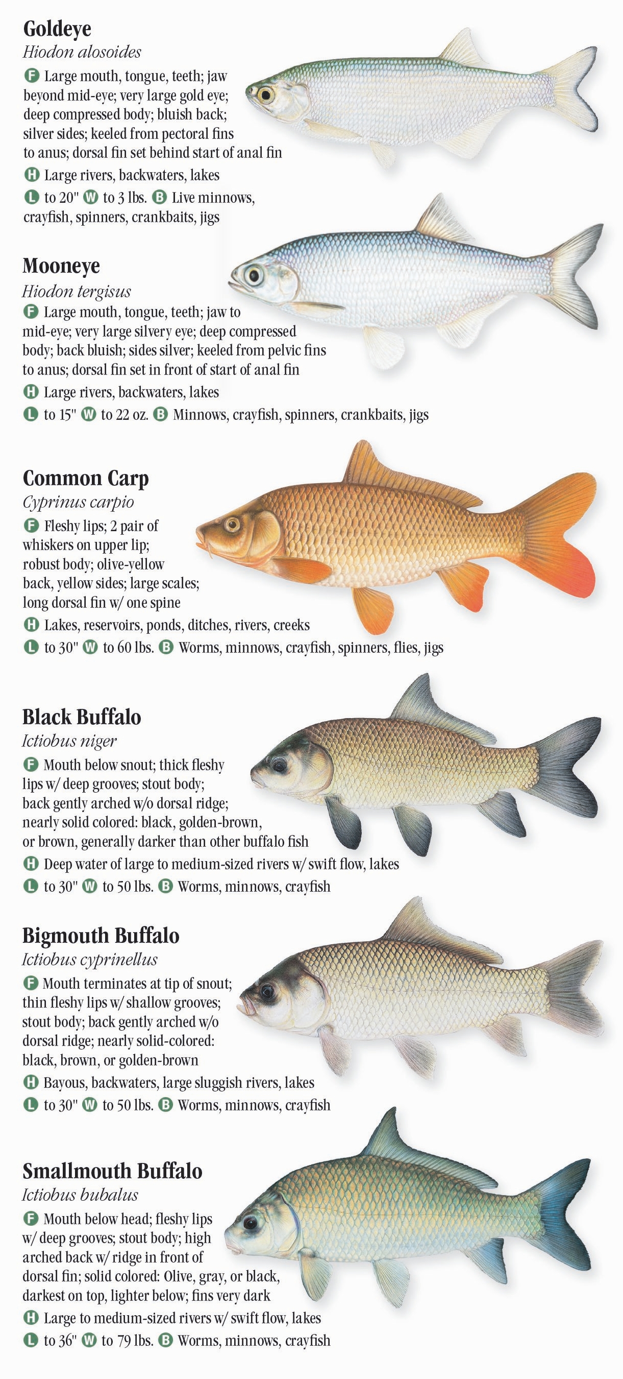 Freshwater Fishes of Iowa Quick Reference Publishing Retail