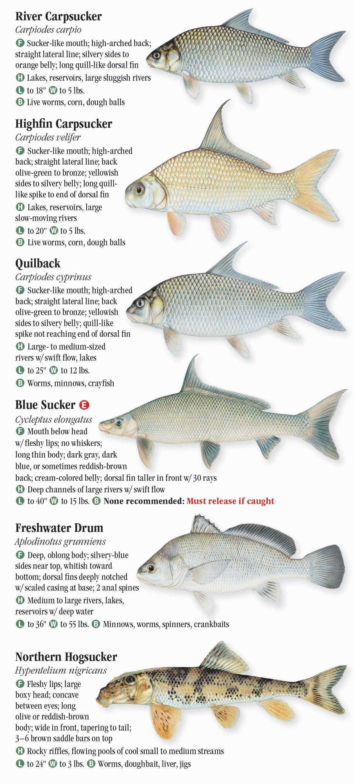 Freshwater Fishes of Iowa Quick Reference Publishing Retail