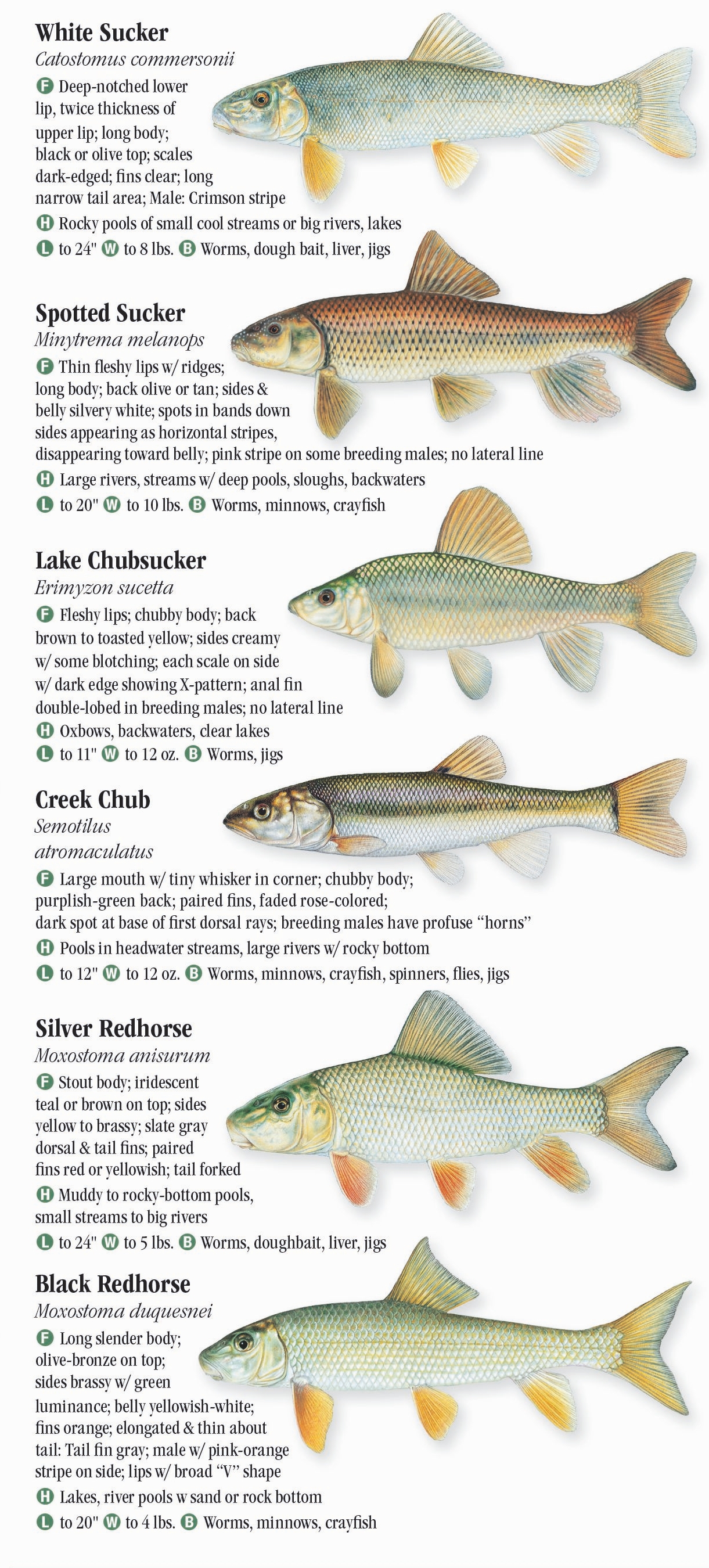 Freshwater Fishes of Iowa Quick Reference Publishing Retail