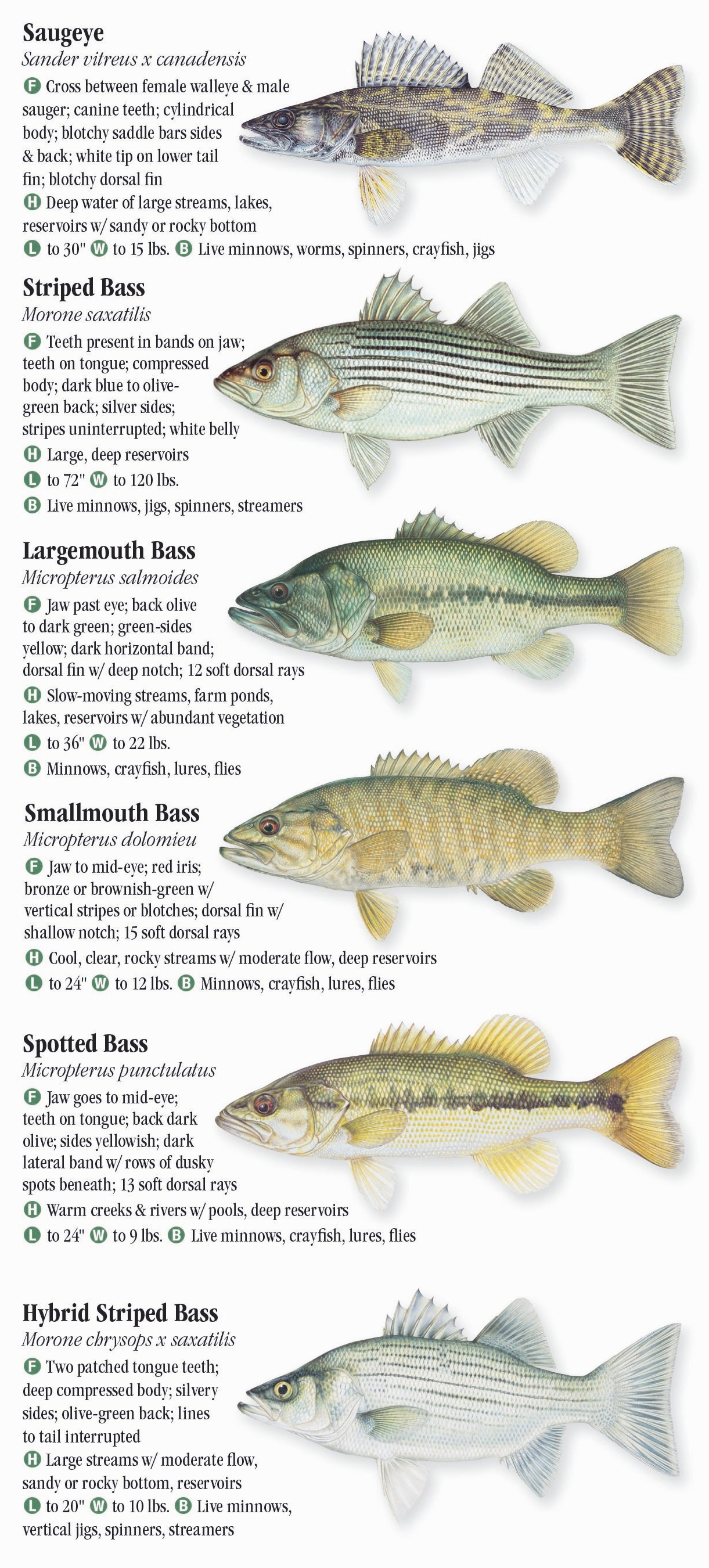 Freshwater Fishes of Iowa Quick Reference Publishing Retail