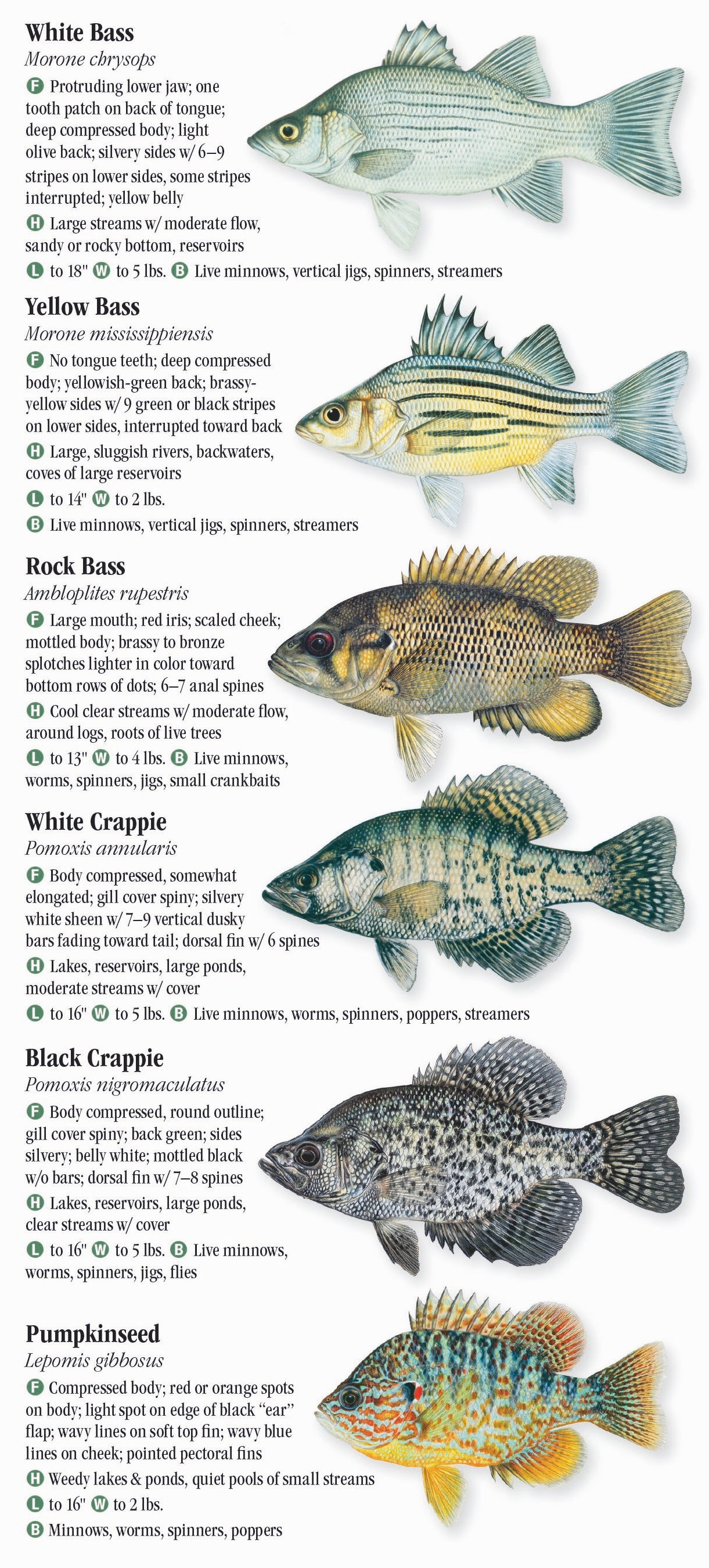 Freshwater Fishes of Iowa Quick Reference Publishing Retail