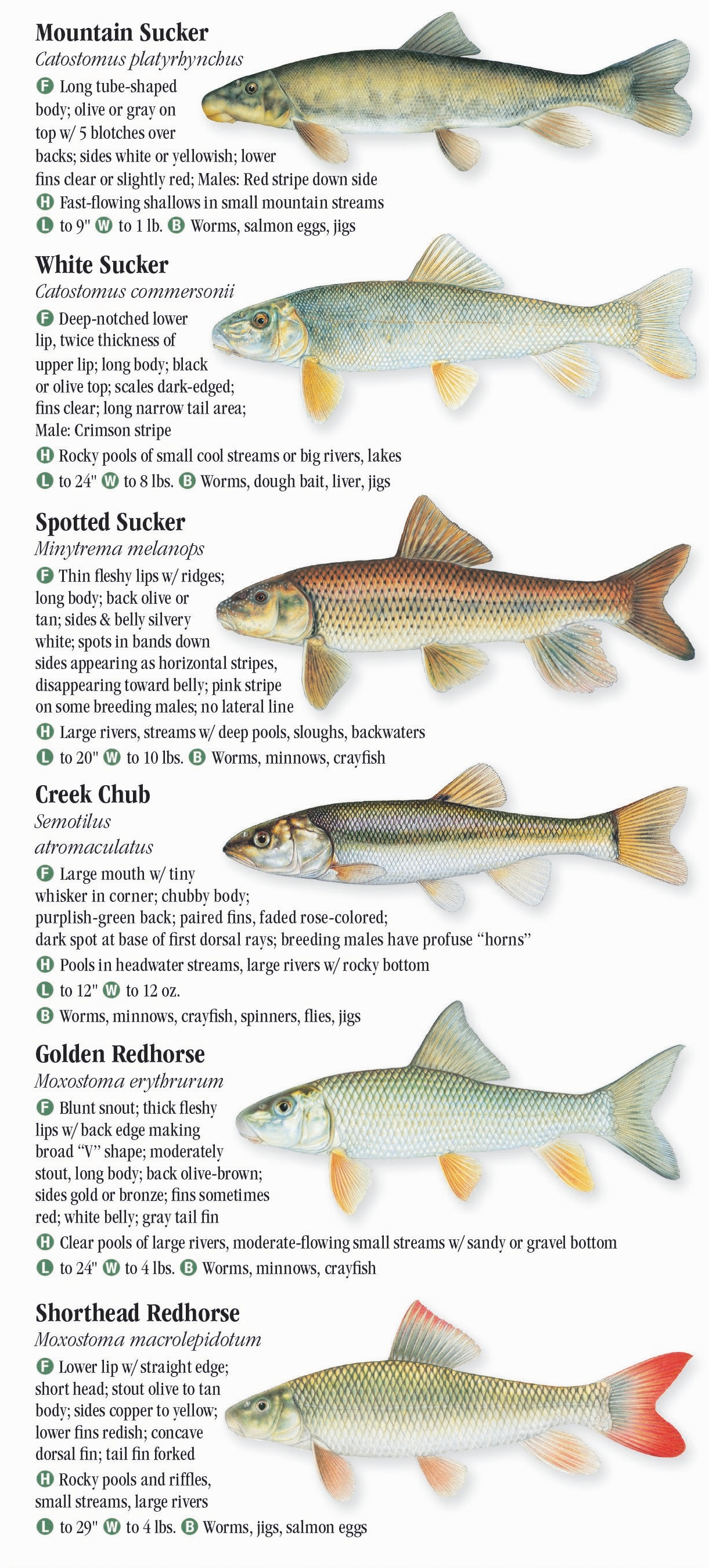 Freshwater Fishes of the Dakotas – Quick Reference Publishing Retail