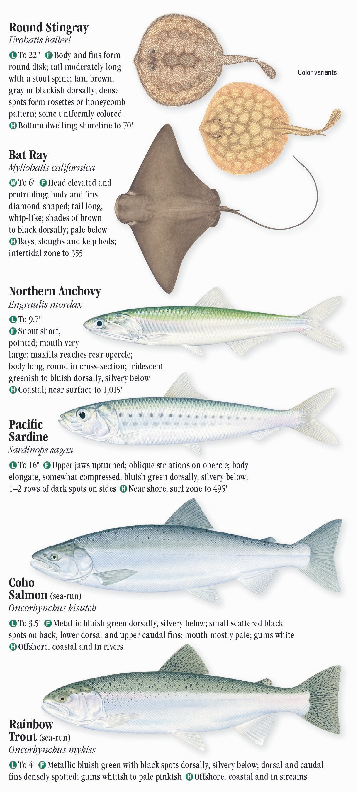 Sardine, Fish Species Guide