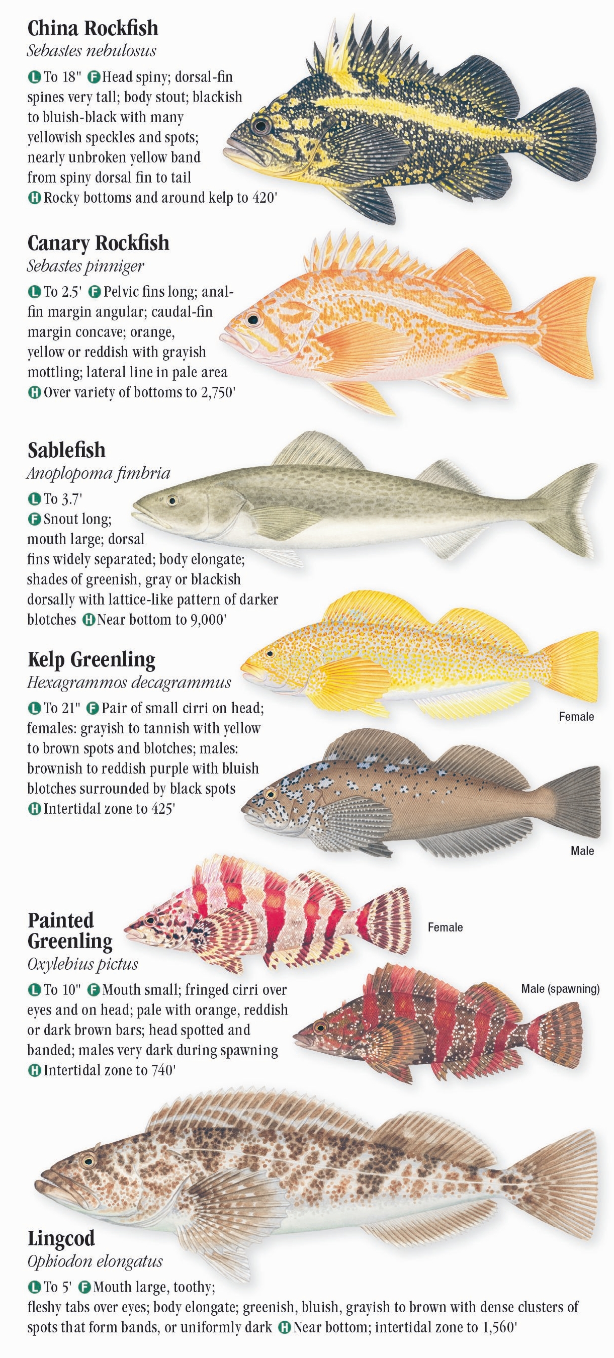 Saltwater Fishes of Central California – Quick Reference Publishing Retail