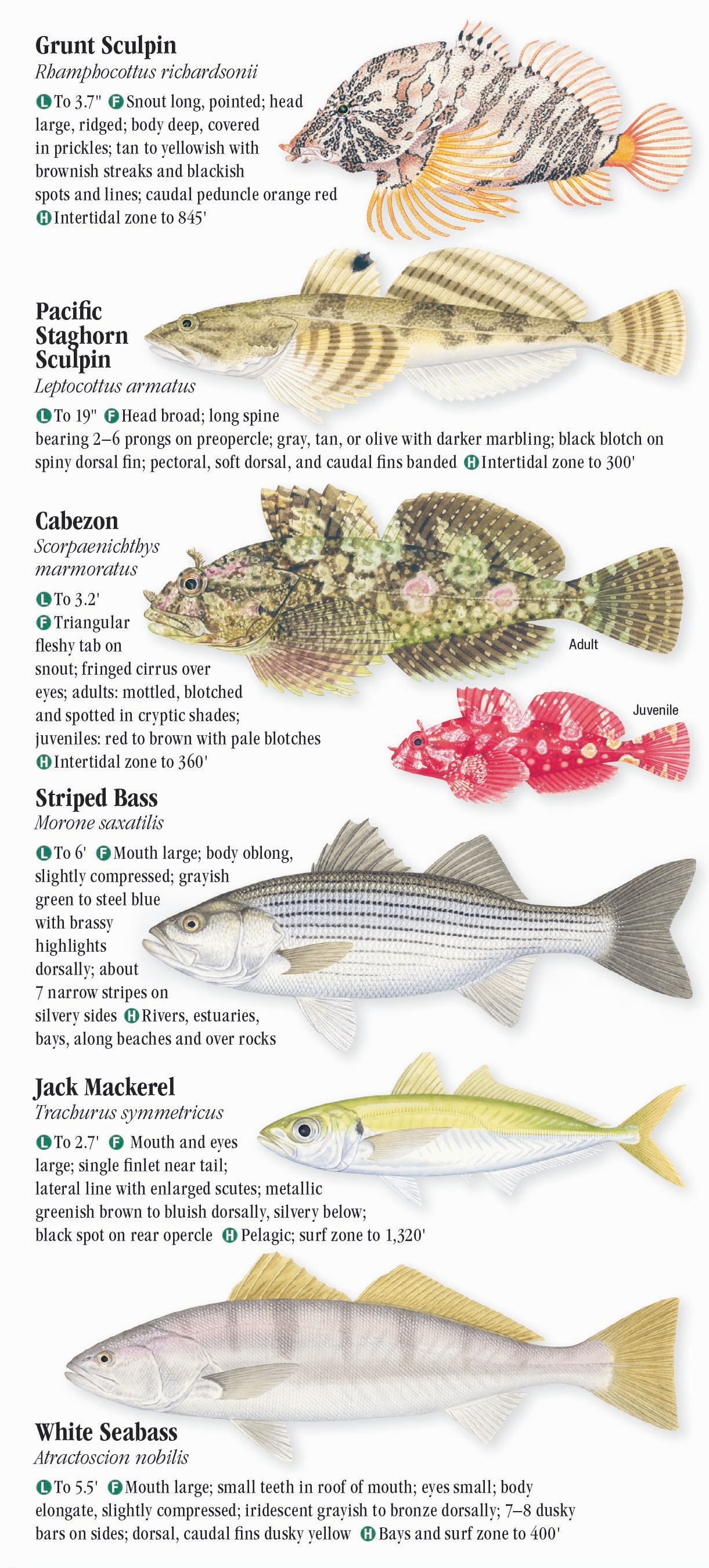 Saltwater Fishes of Central California – Quick Reference Publishing Retail