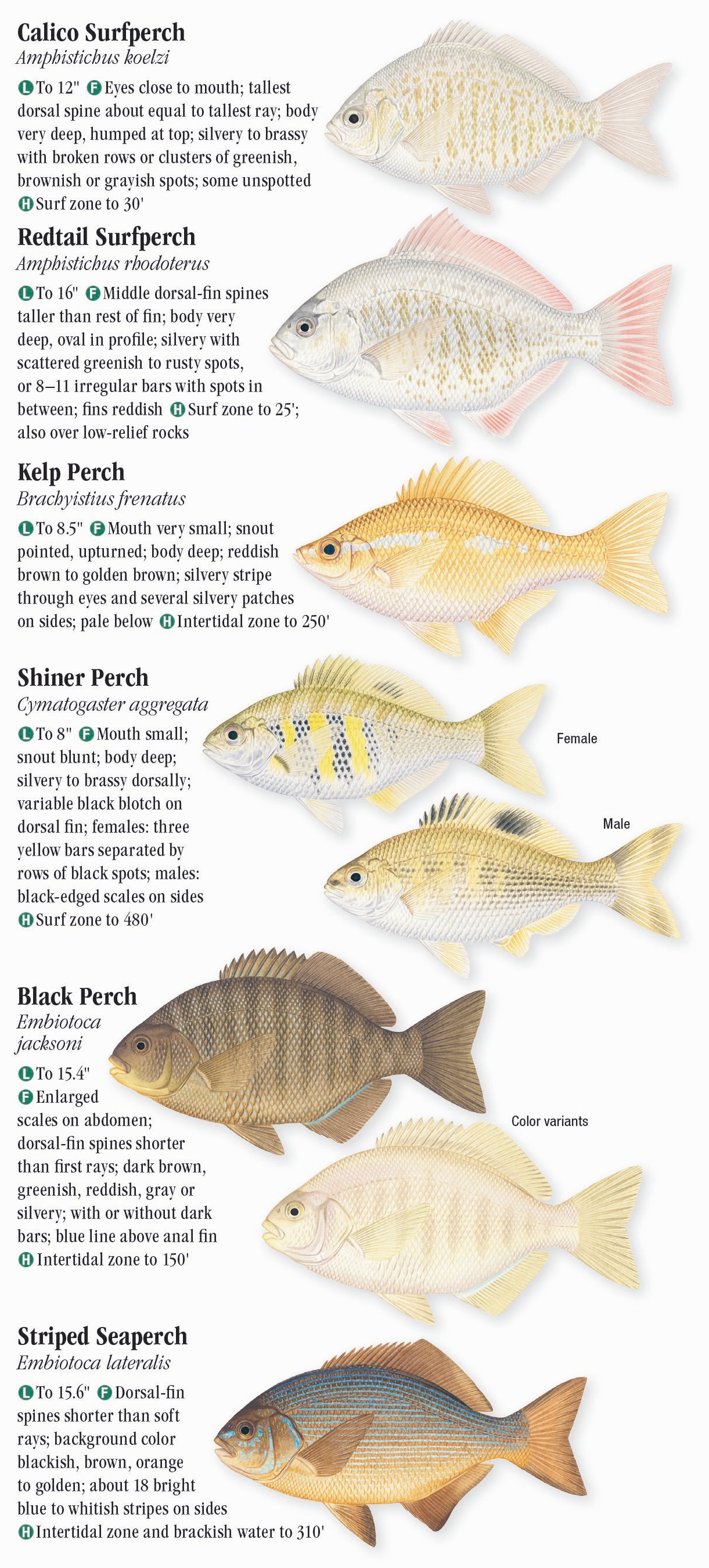 Saltwater Fishes of Central California – Quick Reference Publishing Retail