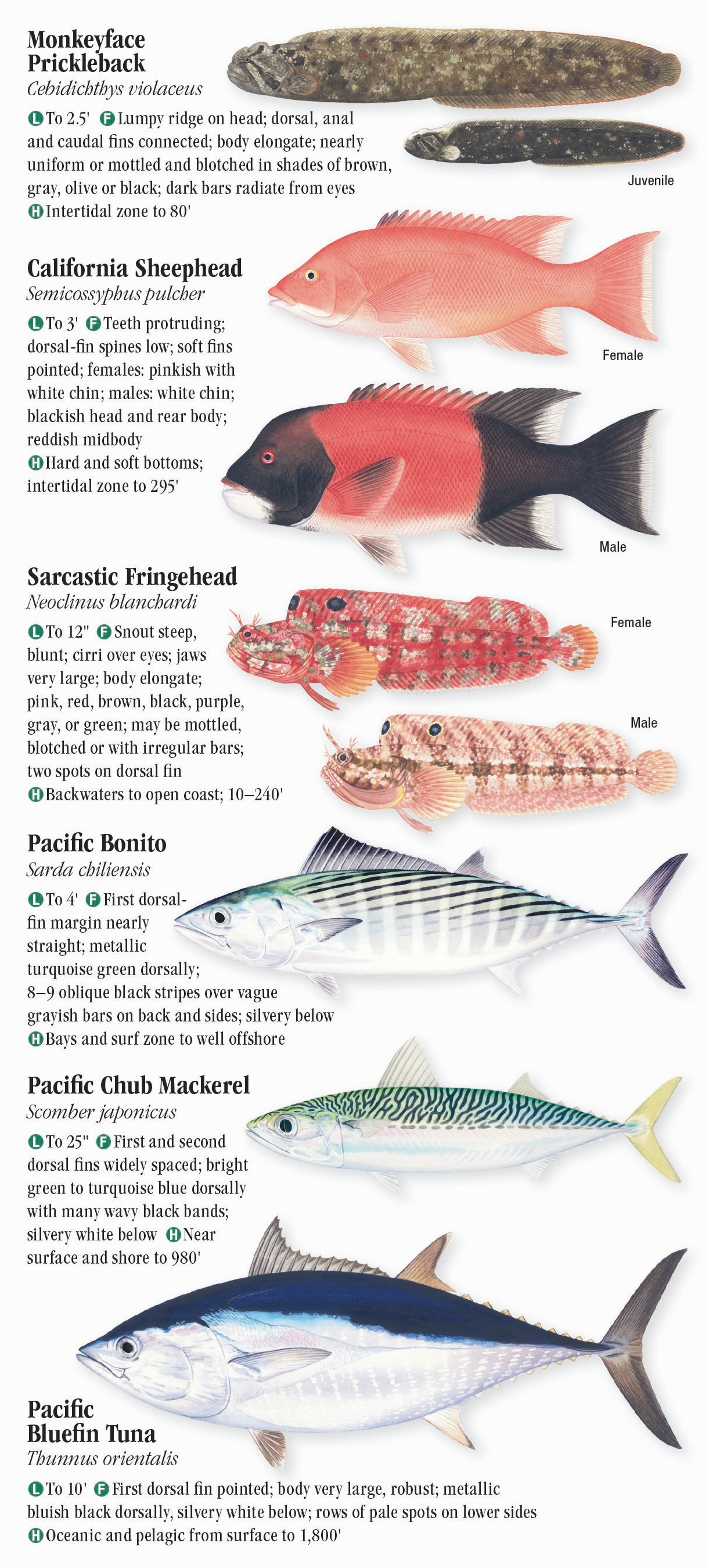 Saltwater Fishes of Central California – Quick Reference Publishing Retail