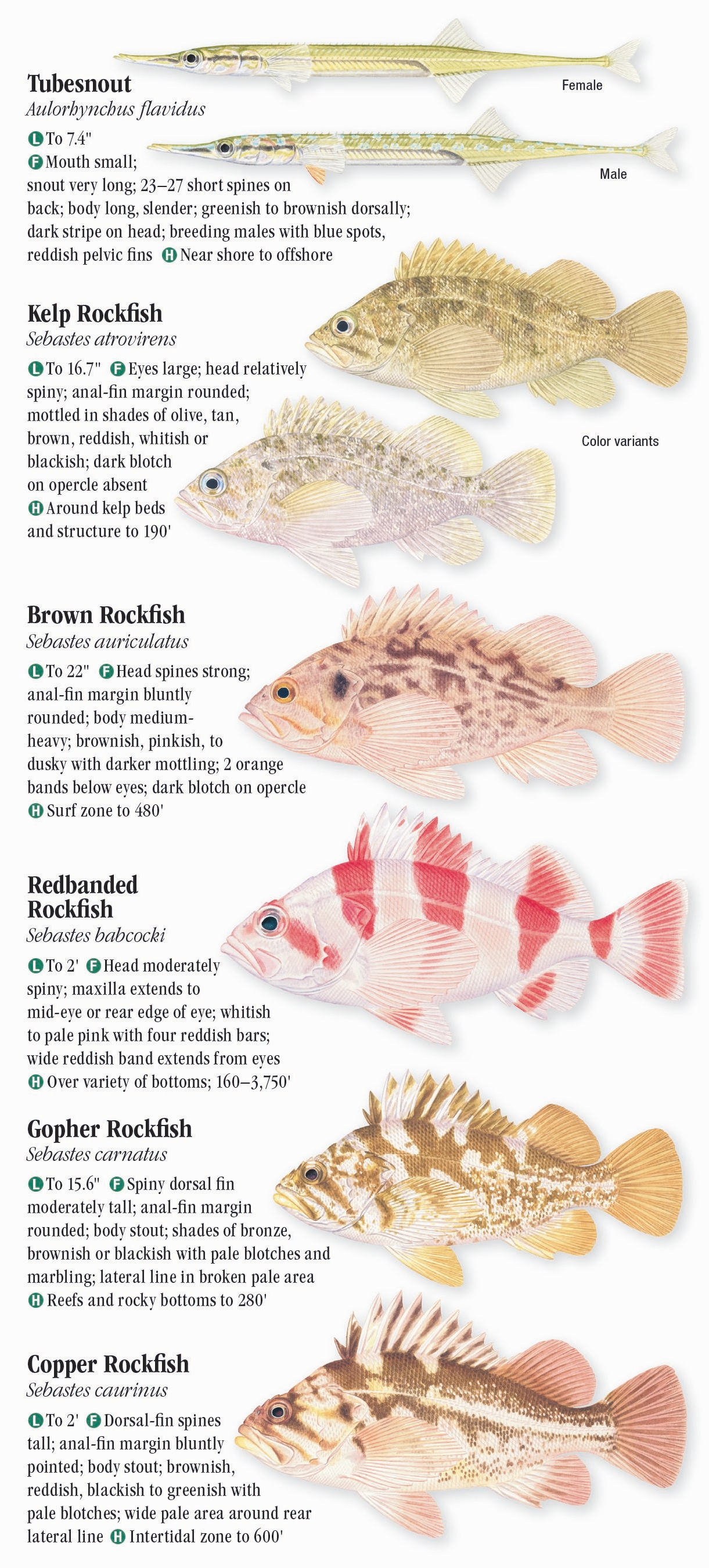 Saltwater Fishes of Northern California – Quick Reference Publishing Retail