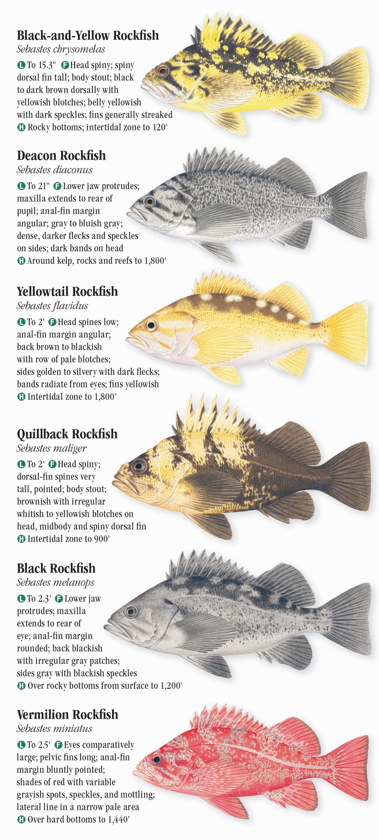 Saltwater Fishes of Northern California – Quick Reference Publishing Retail