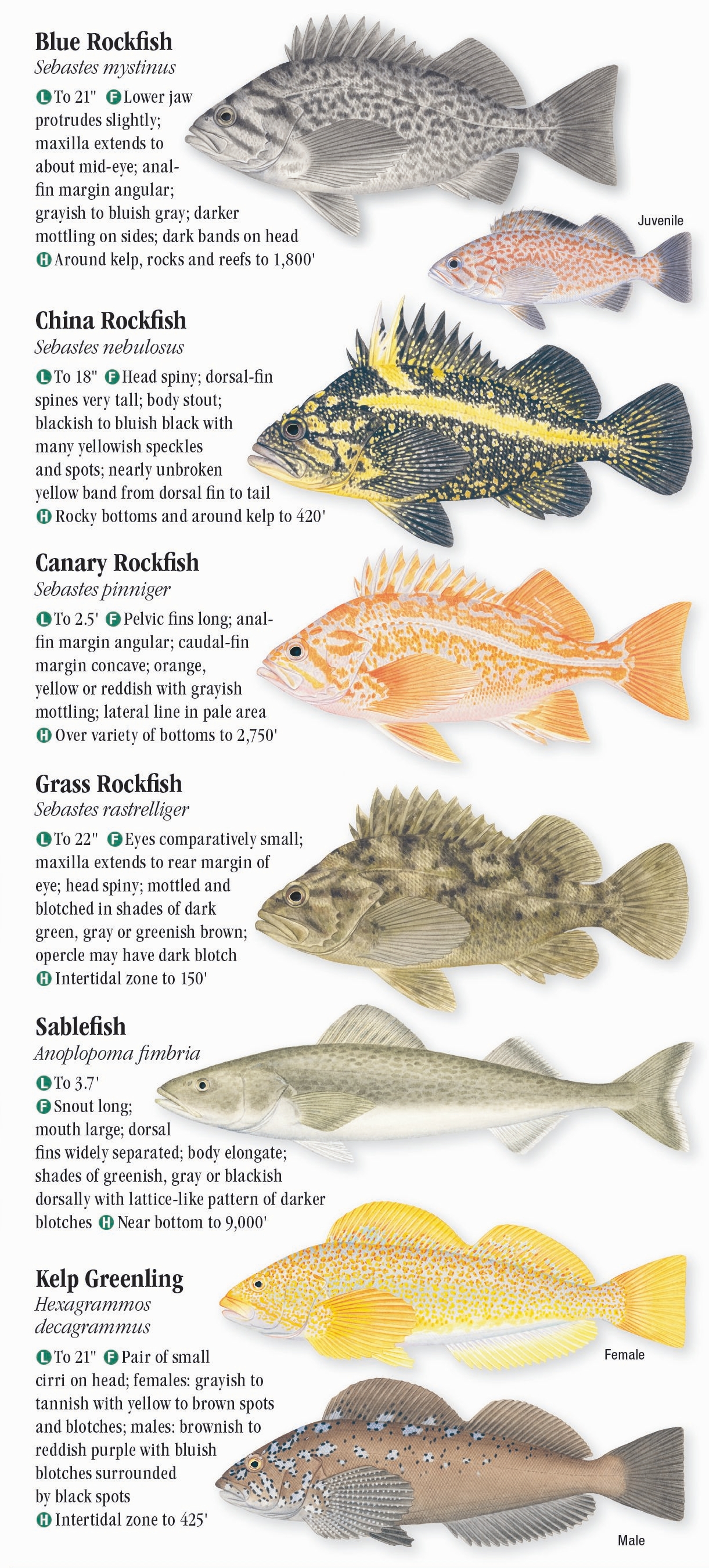 Saltwater Fishes Of Northern California – Quick Reference Publishing Retail