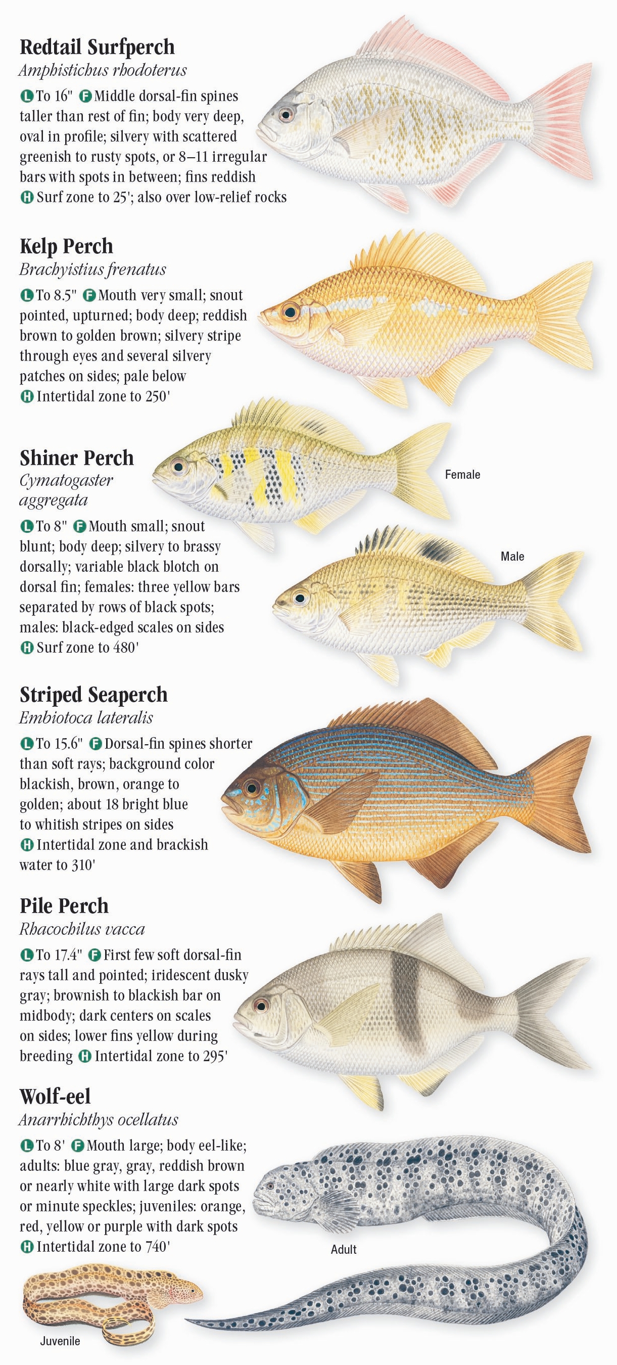 Saltwater Fishes of Northern California – Quick Reference Publishing Retail