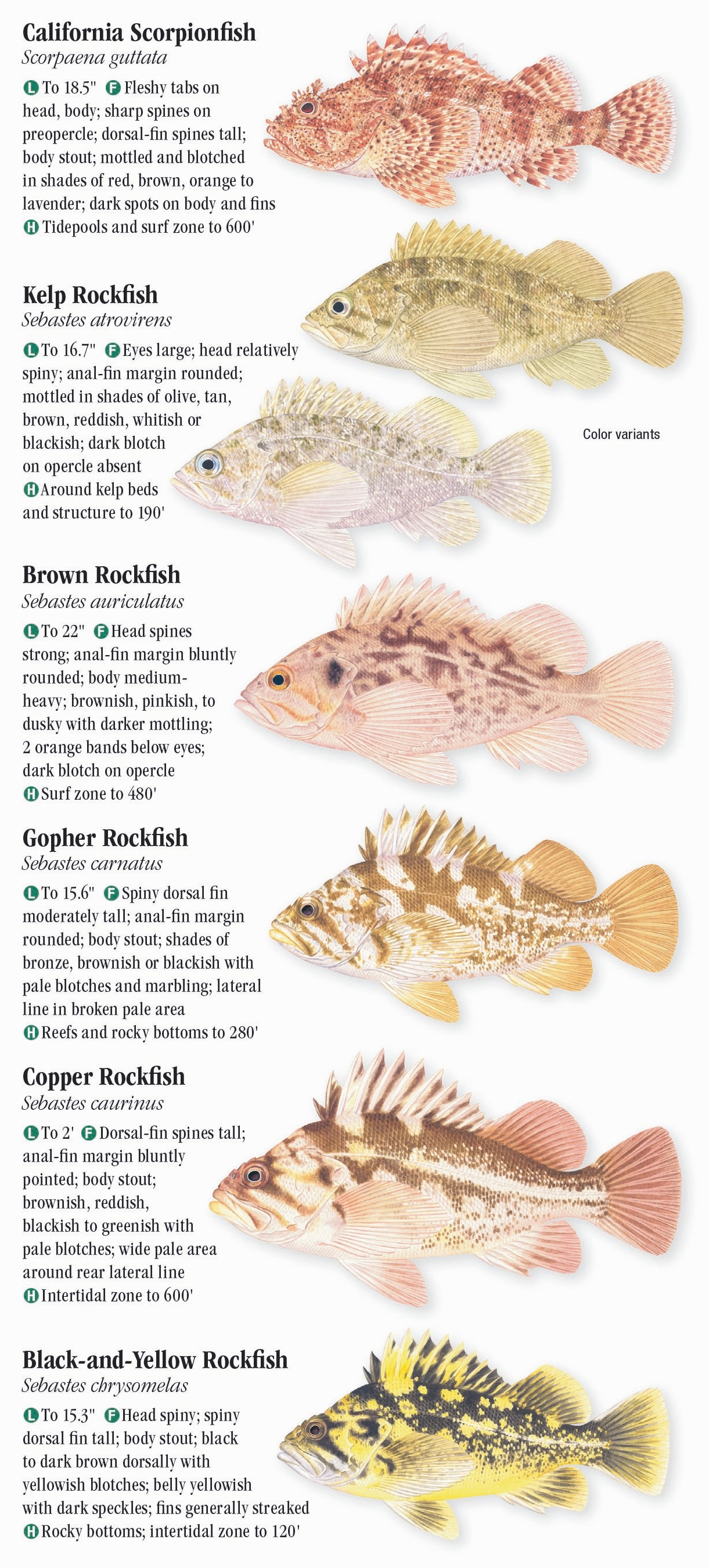 Saltwater Fishes of Southern California – Quick Reference Publishing Retail