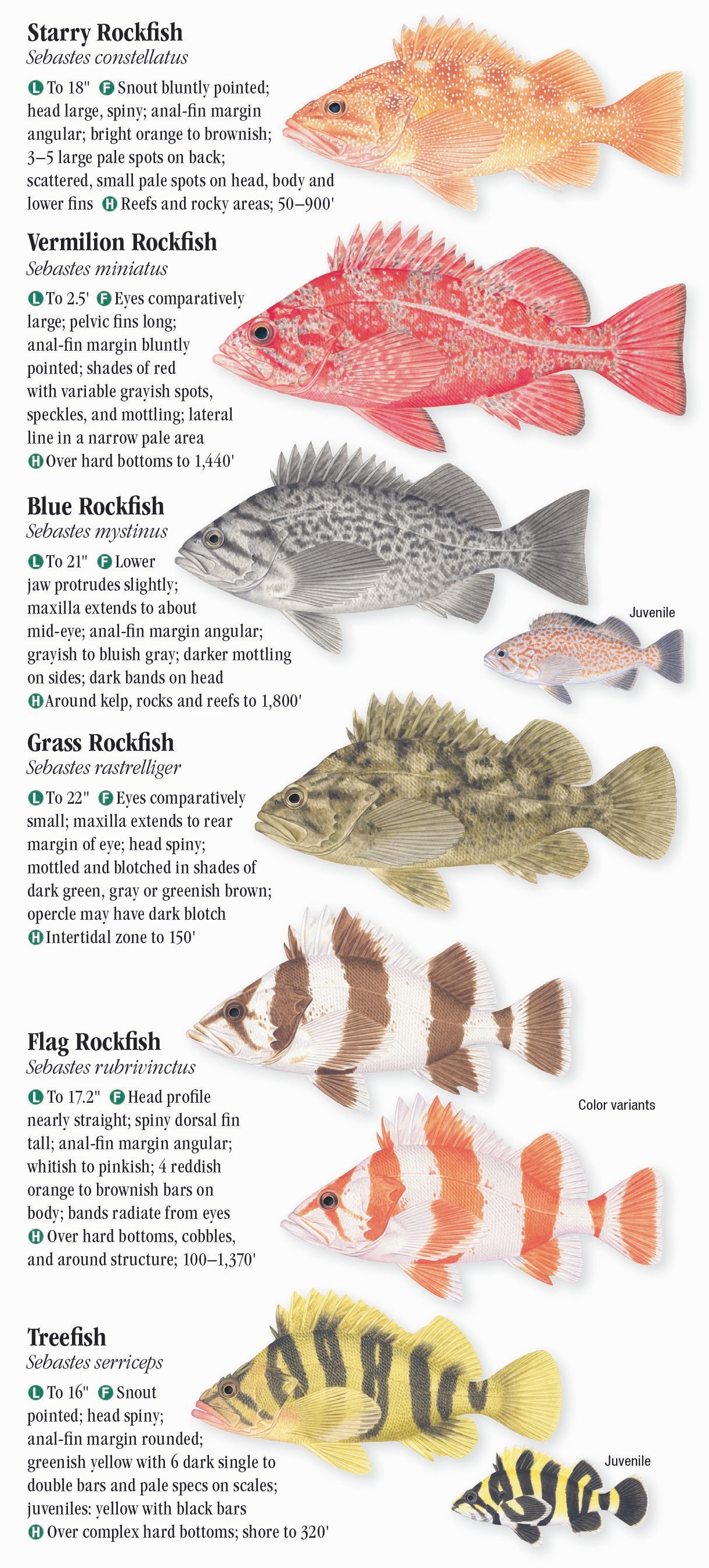 Saltwater Fishes of Southern California – Quick Reference Publishing Retail