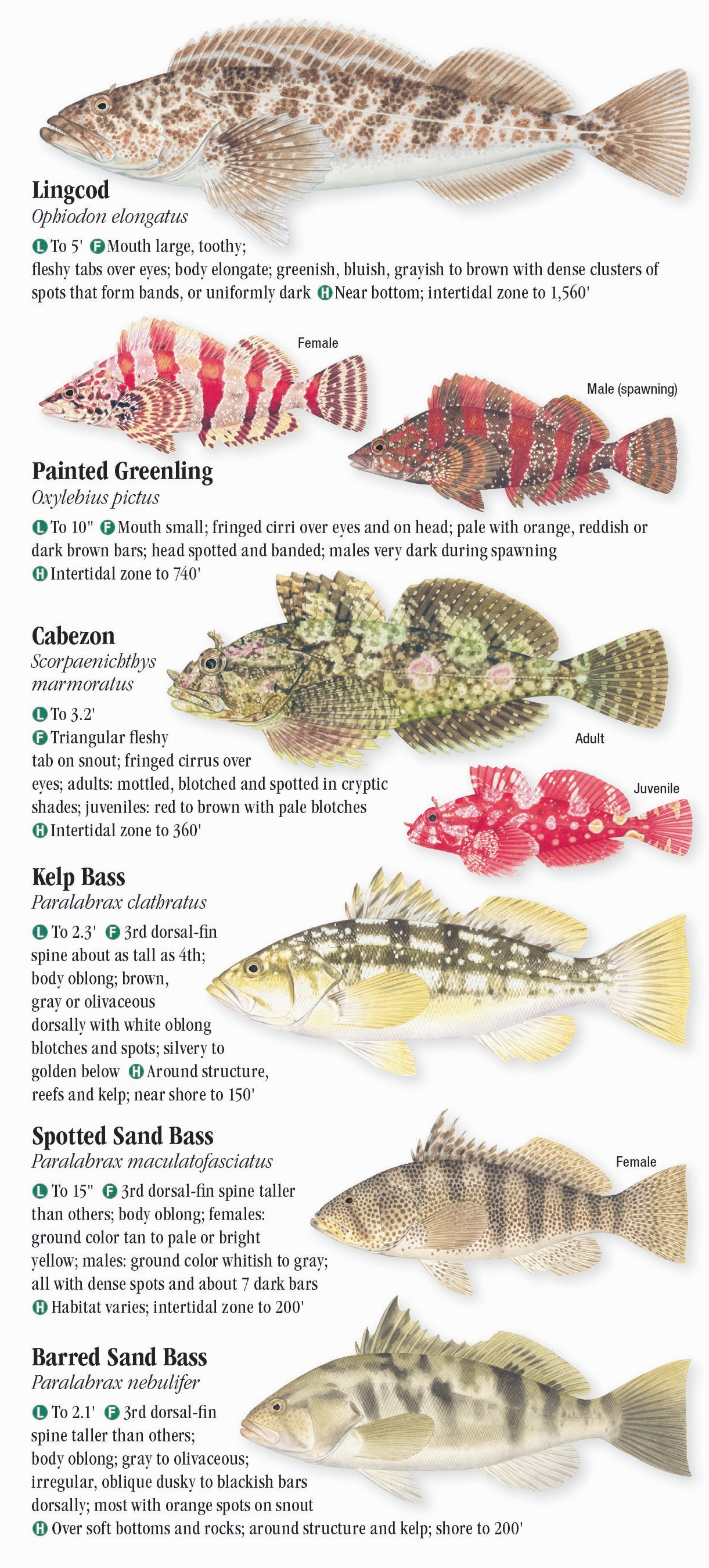 Saltwater Fishes of Southern California – Quick Reference Publishing Retail