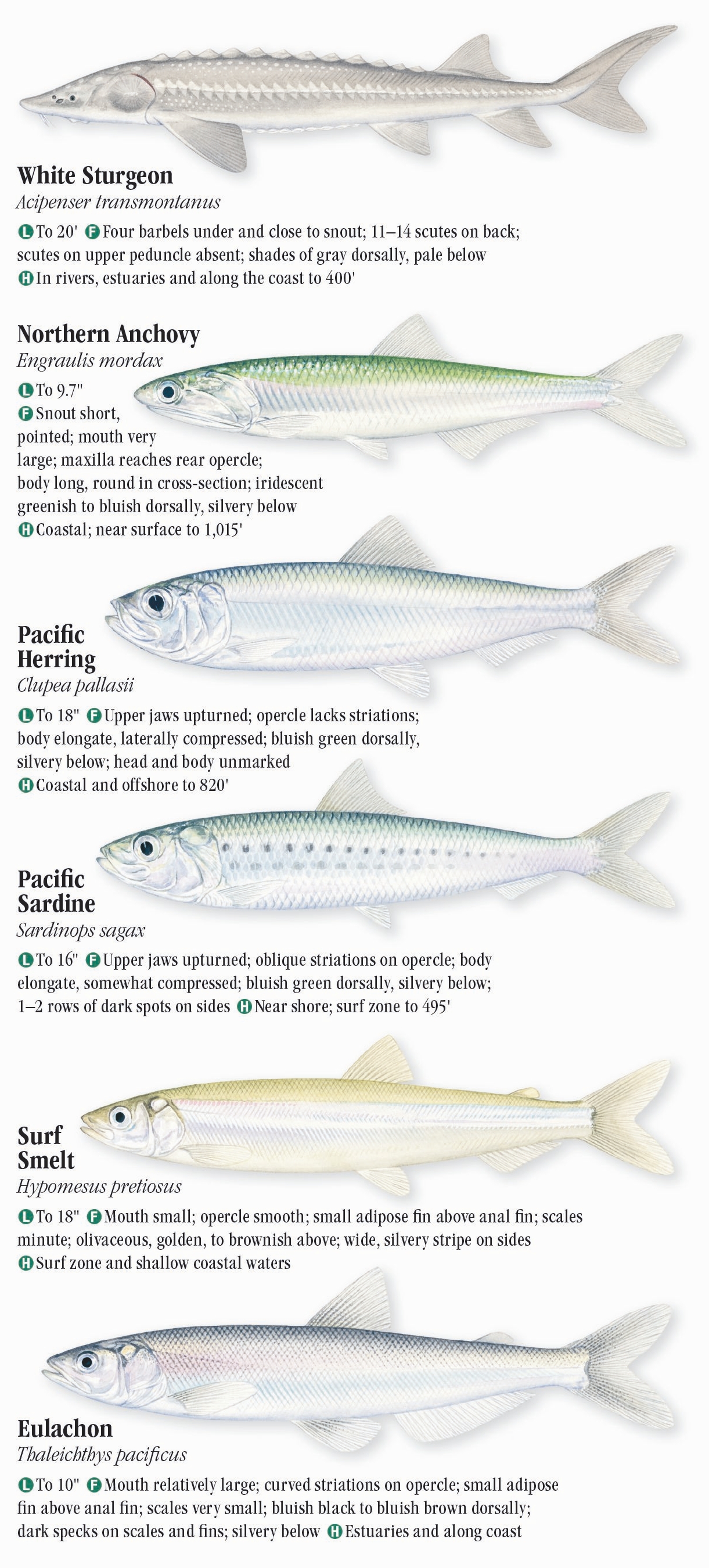 Sardine, Fish Species Guide